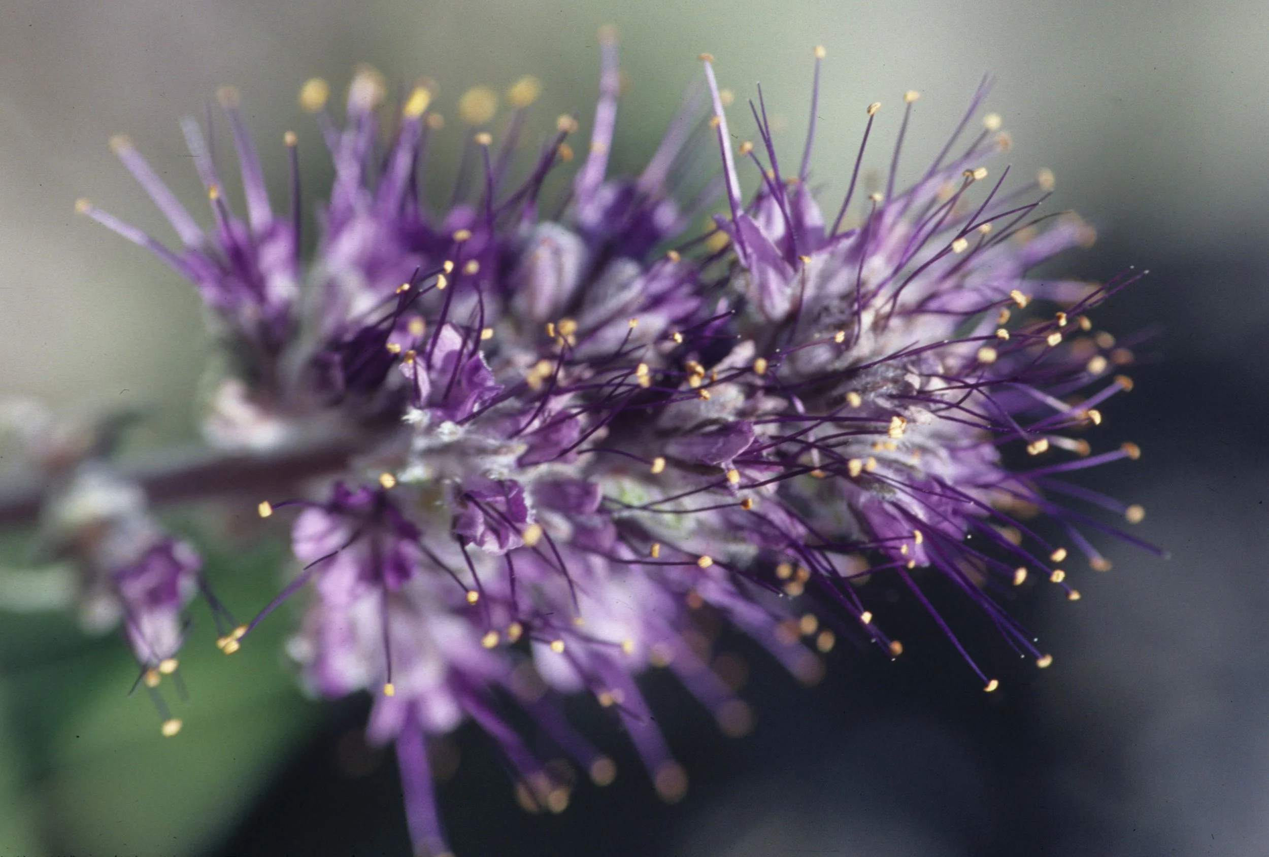 DEATH VALLEY - PHACELIA.jpg