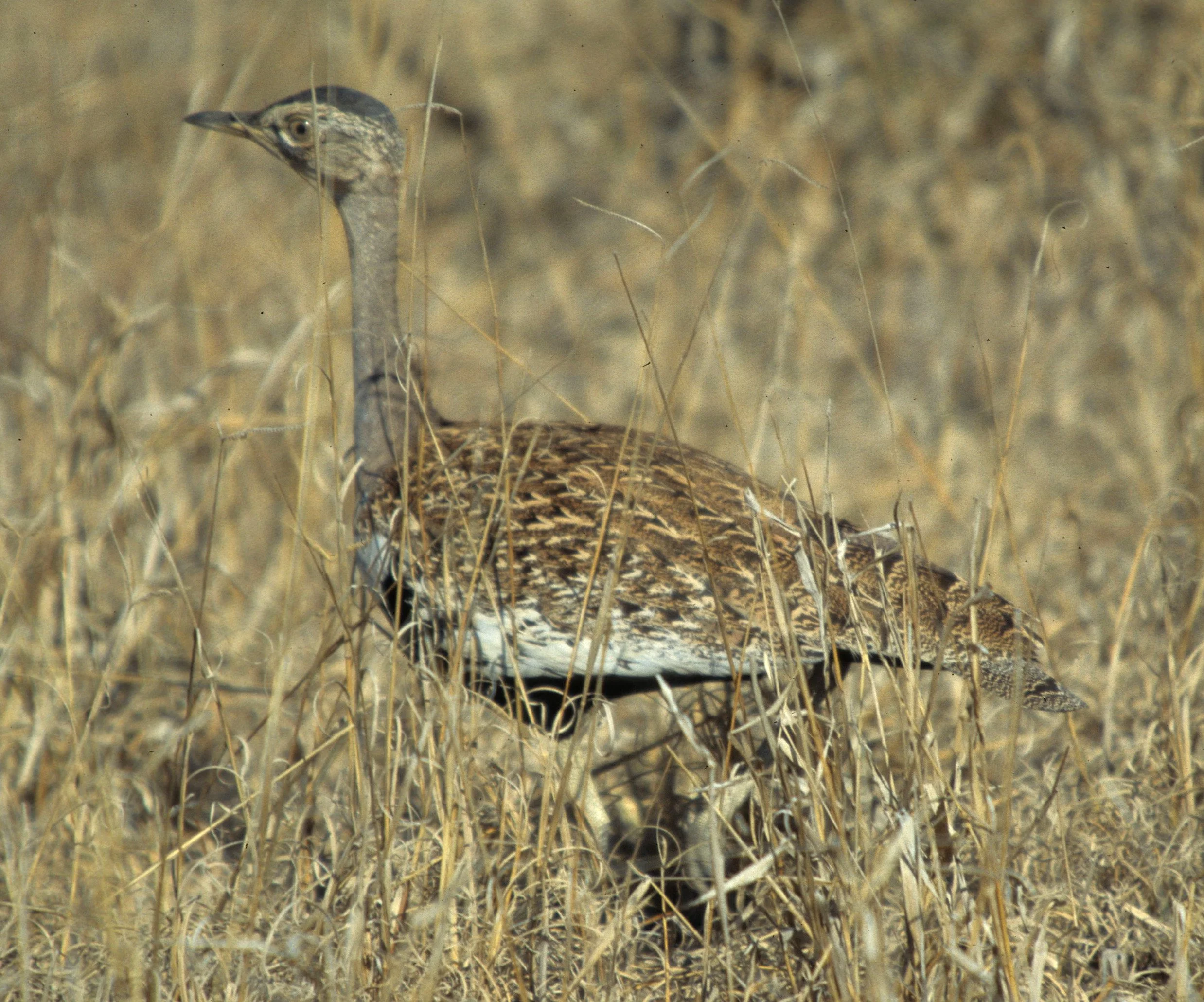 BIRDS - KOORHAN - BLACK BELLIED - KRUGER C.jpg