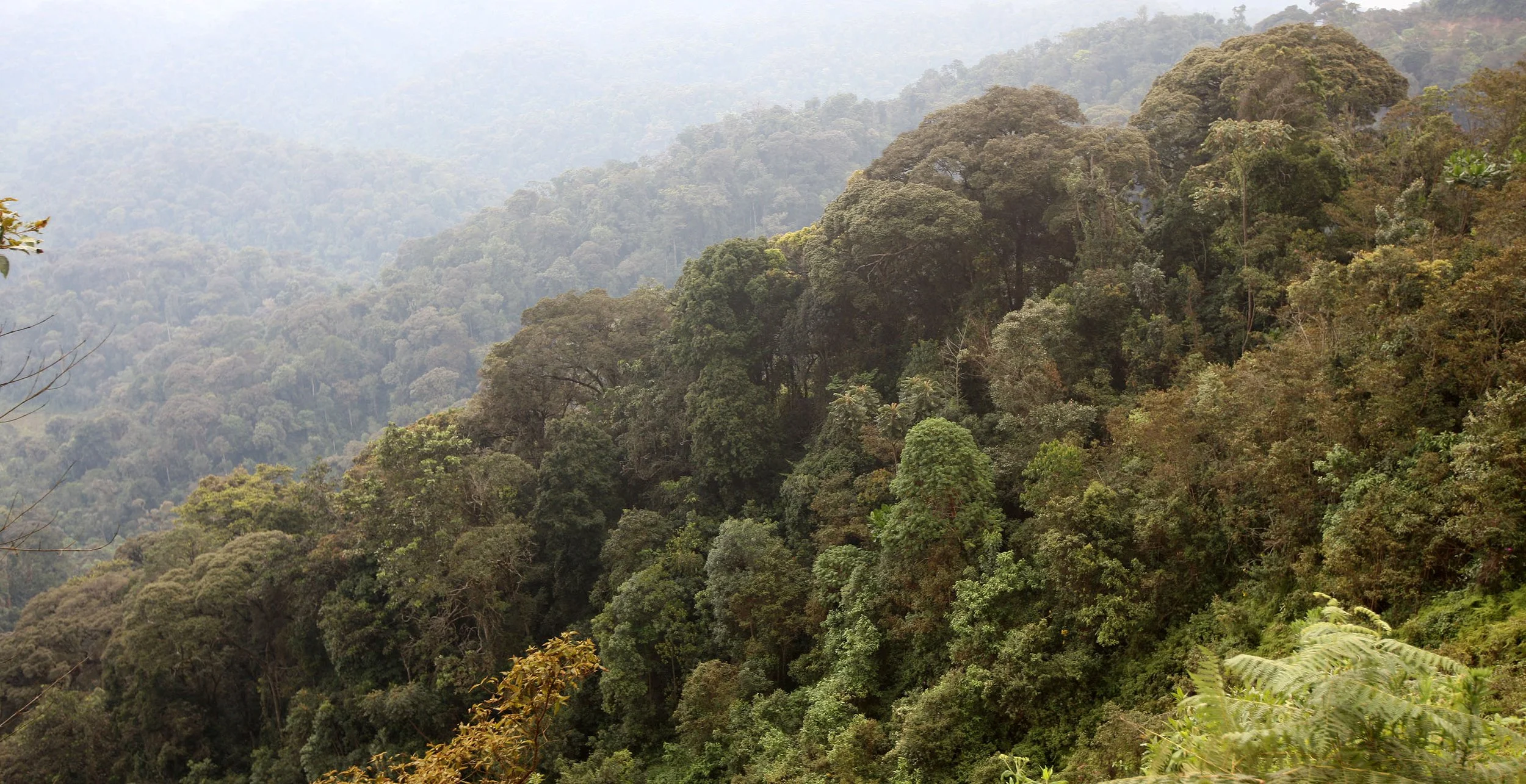NYUNGWE NATIONAL PARK RWANDA 2 (21).JPG