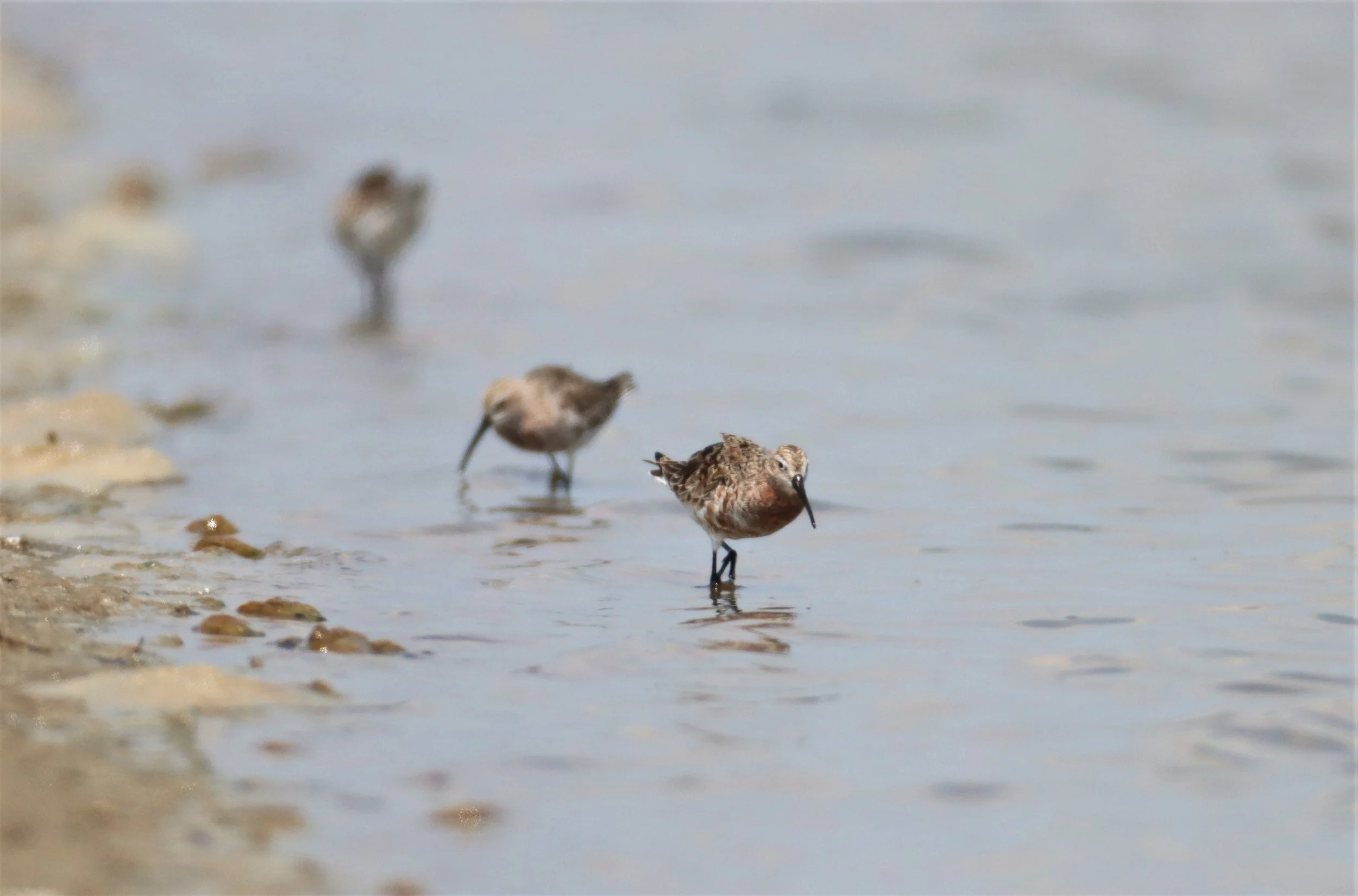 SANDPIPER - CURLEW SANDPIPER - Calidris ferruginea - BANG PAKONG SALT PANS CHACHOENGSAO WEST OF RIVER (14).jpg
