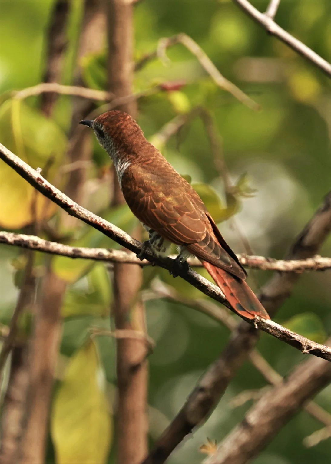 Violet Cuckoo (Chrysococcyx xanthorhynchus) Rama IX Park Bangkok (71).jpg
