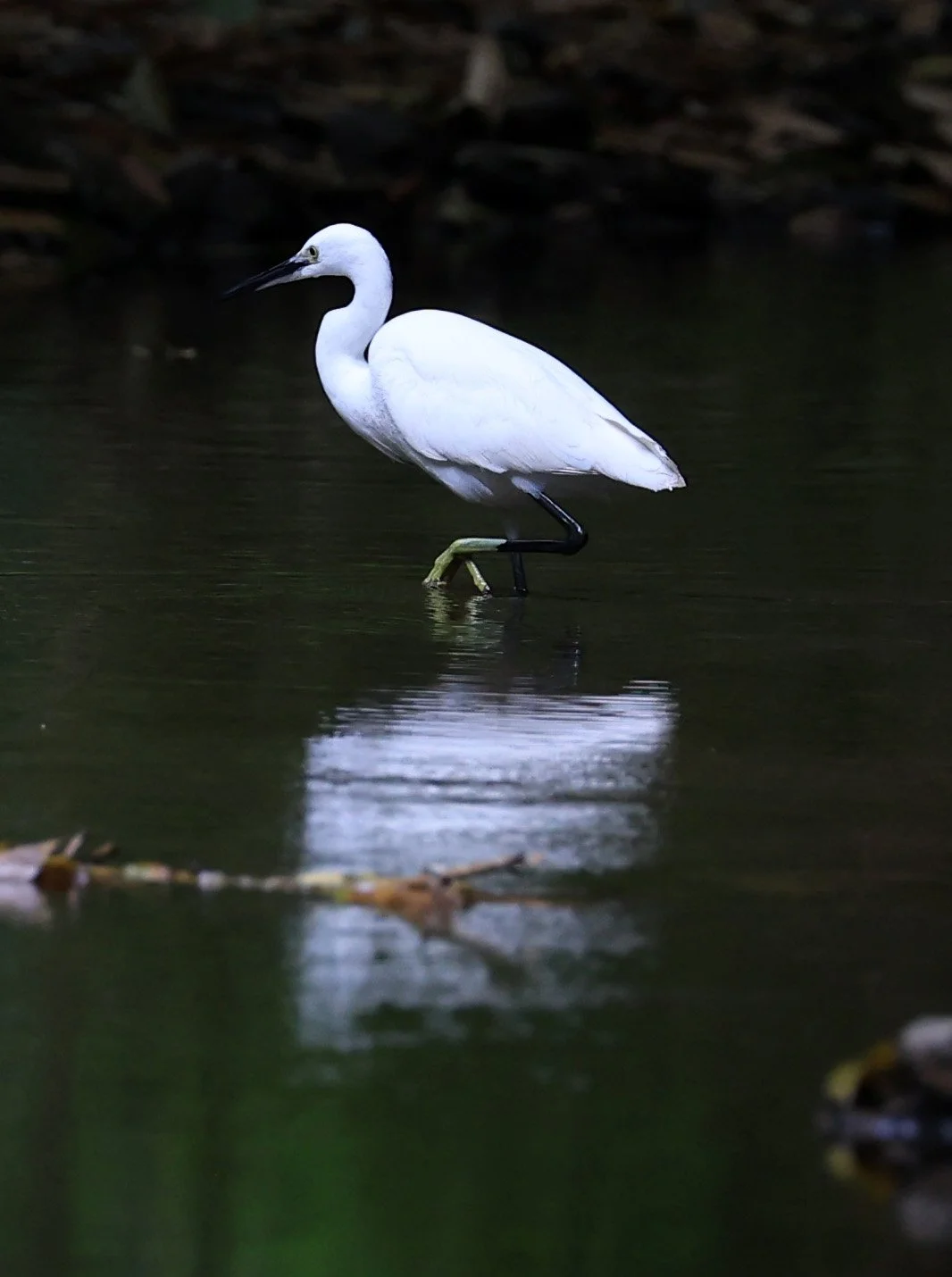 Little Egret (Egretta garzetta) Kaeng Krachan National Park ESS Expedition 2026 (8).jpg