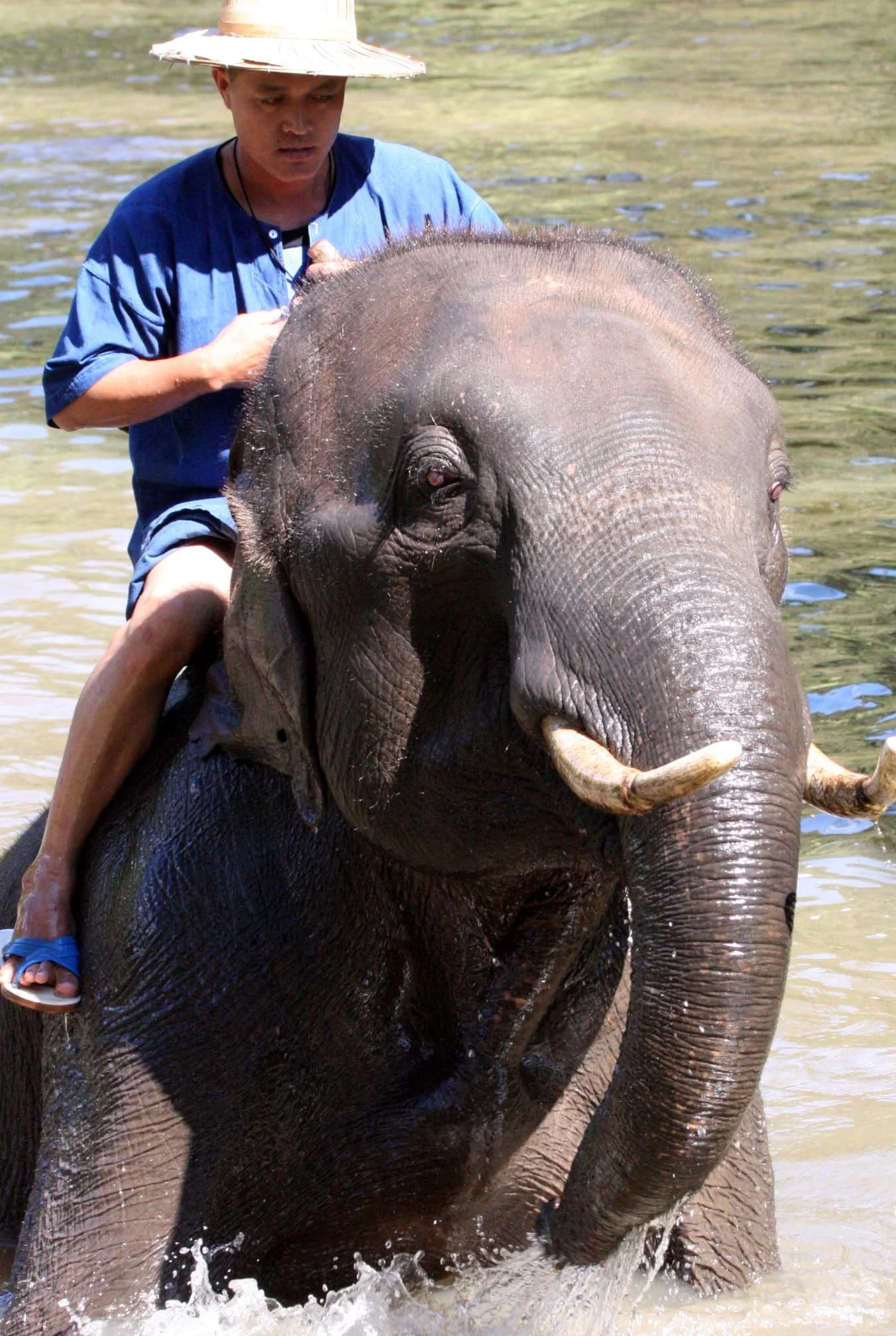 2008 Lampang City & Elephant Center (41).JPG