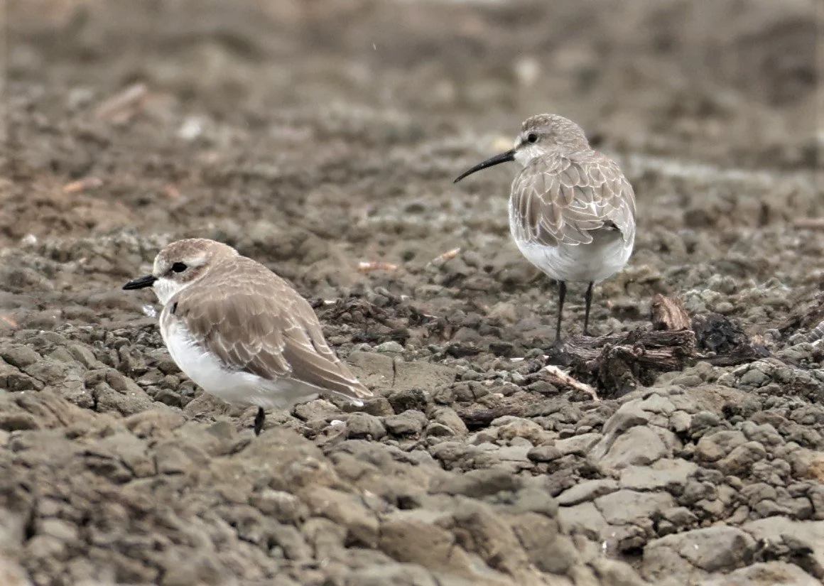 SANDPIPER - CURLEW SANDPIPER - Calidris ferruginea - BANG PAKONG SALT PANS CHACHOENGSAO WEST OF RIVER Sep 25 2021 (1).jpg