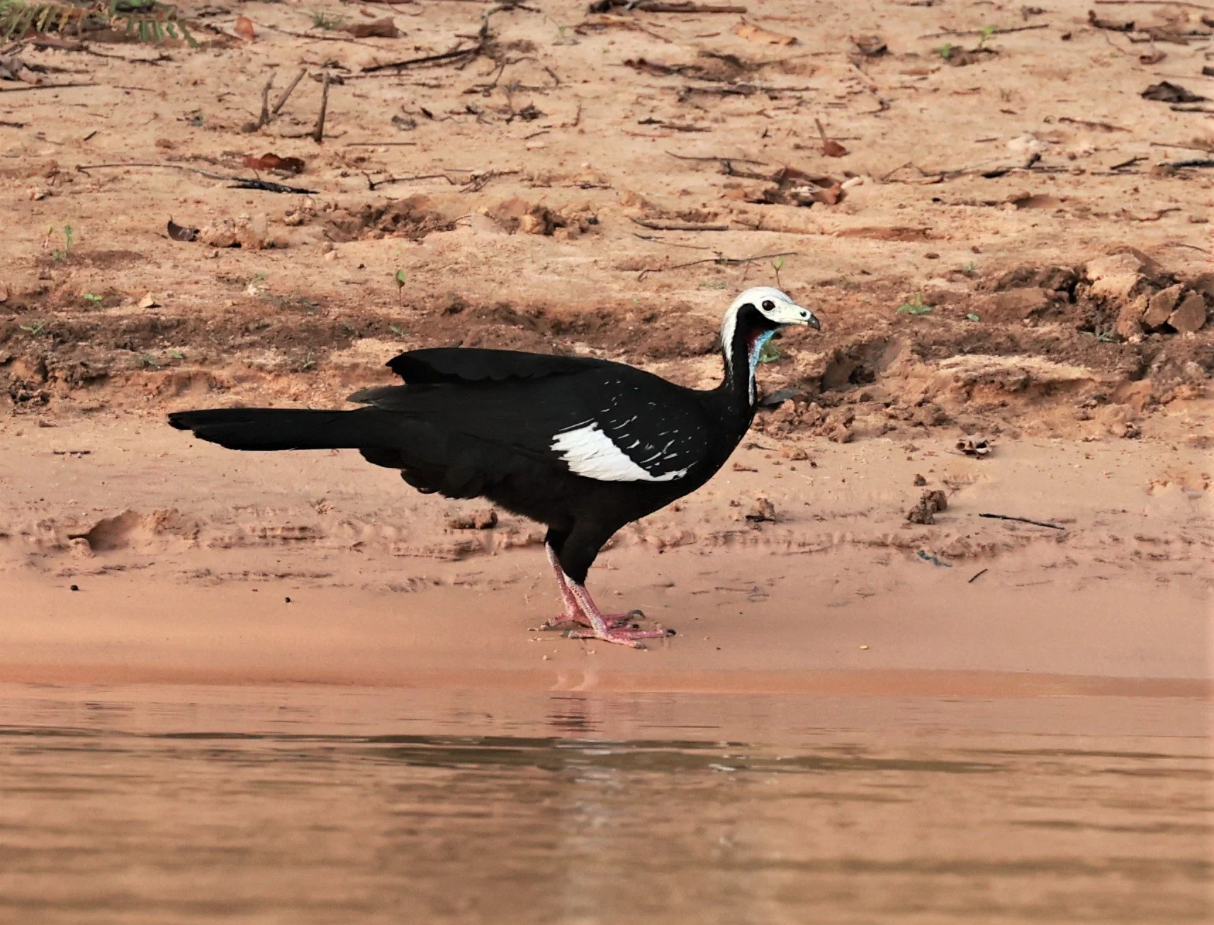 Guan - White-throated Piping-Guan - Pipile grayi - Pantanal, Encontro das Águas State Park, Porto Jofre, Cuiaba River, Brazil (4).JPG