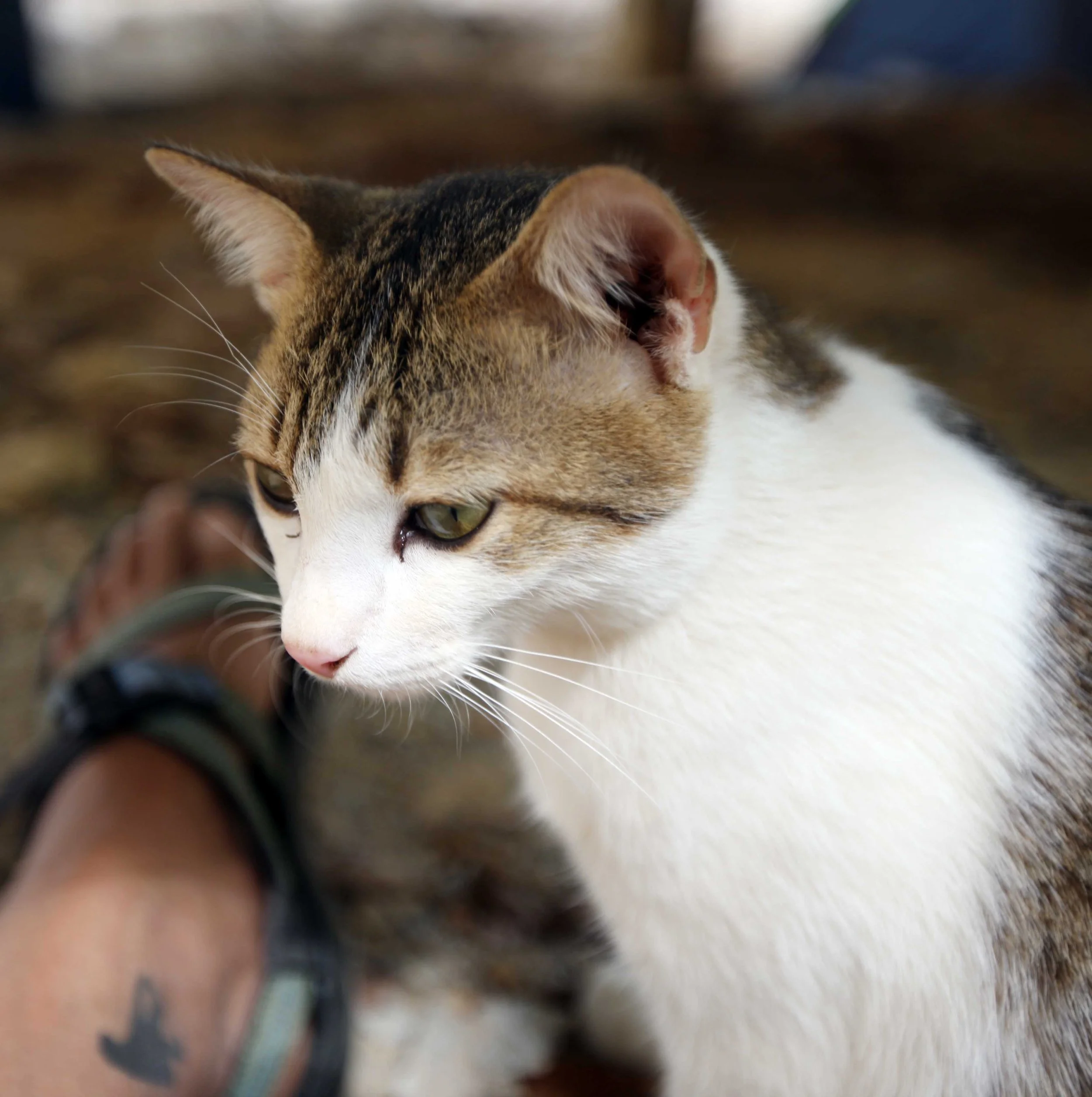 2015 Koh Lanta Songkran with friends from ISB (41).JPG
