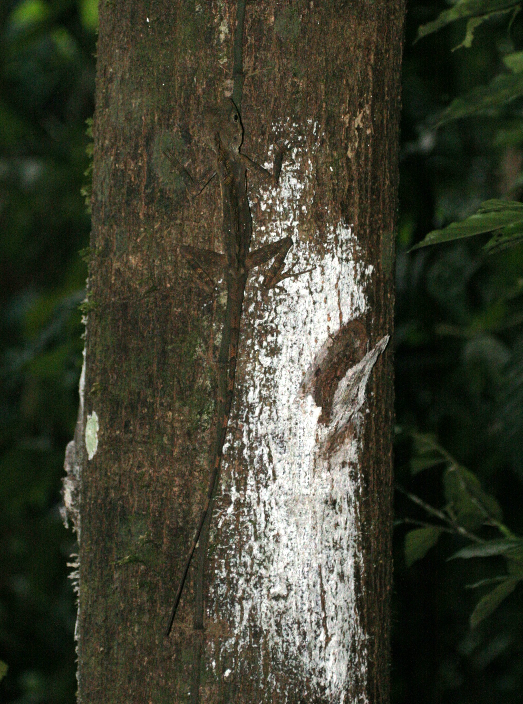 Gonocephalus bornensis - BORNEO FOREST DRAGON (COMBED ARBOREAL LIZARD) - DANUM VALLEY BORNEO (2).JPG