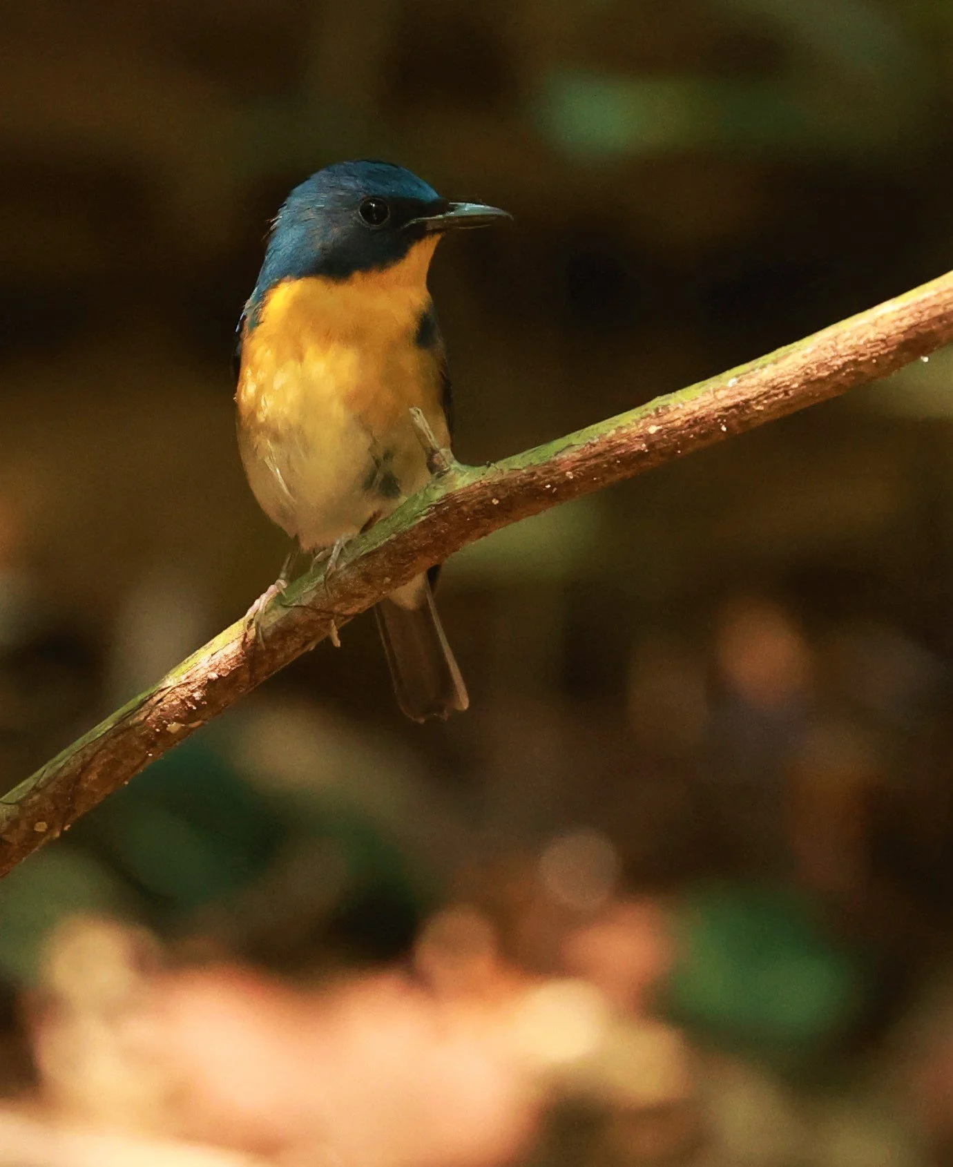 FLYCATCHER - LARGE BLUE FLYCATCHER - Cyornis magnirostris - Si Phang Nga National Park, Thailand Feb 18-19, 2023 (84).jpg