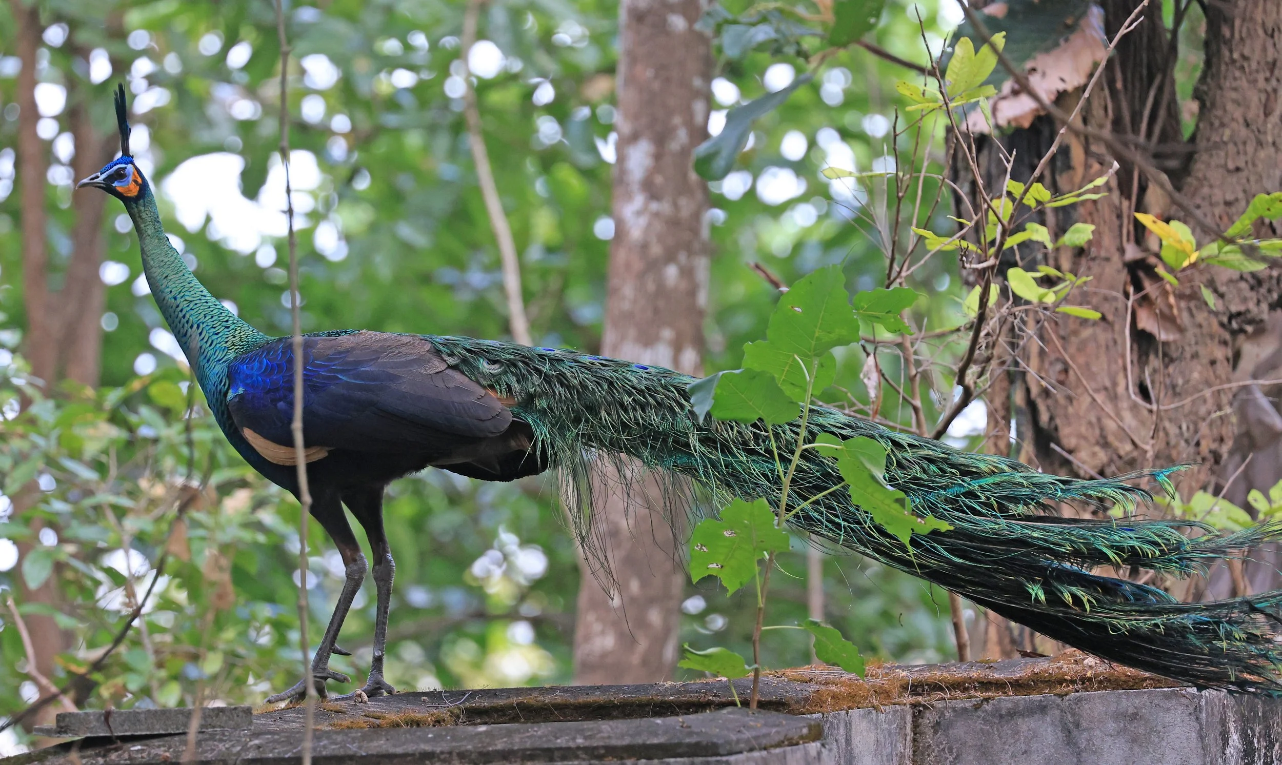 Green Peafowl (Pavo muticus) Doi Butsarakham Phayao Province (32).jpg