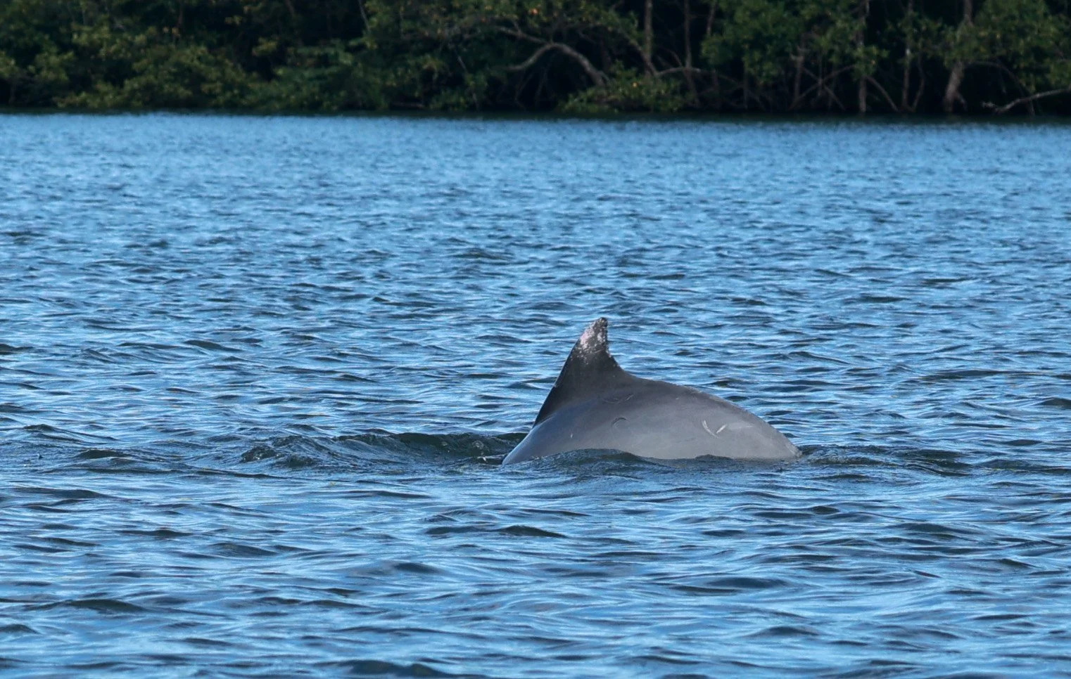 Guiana Dolphin (Sotalia guianensis) Superagüi National Park, Brazil (44).jpg
