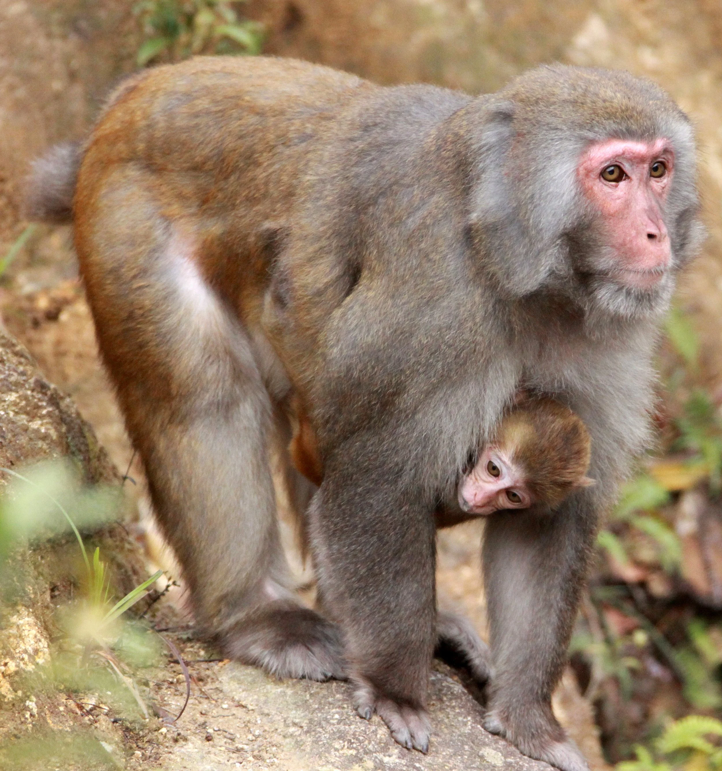 CERCOPITHECIDAE - Macaca mulatta littoralis - SOUTH CHINESE RHESUS MACAQUE - CHINESE ALLIGATOR BREEDING CENTER - XUANCHENG (39).JPG