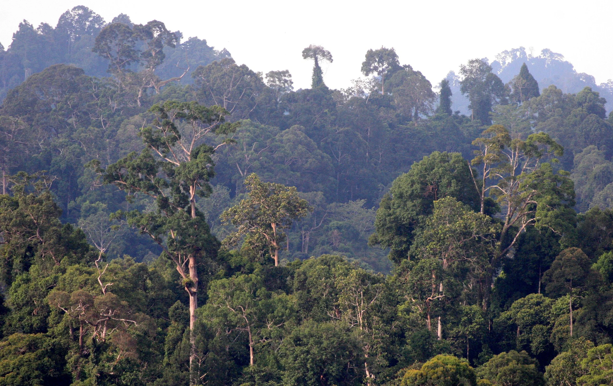 TABIN WILDLIFE RESERVE BORNEO - FOREST VIEW IN CORE AREA (9).JPG