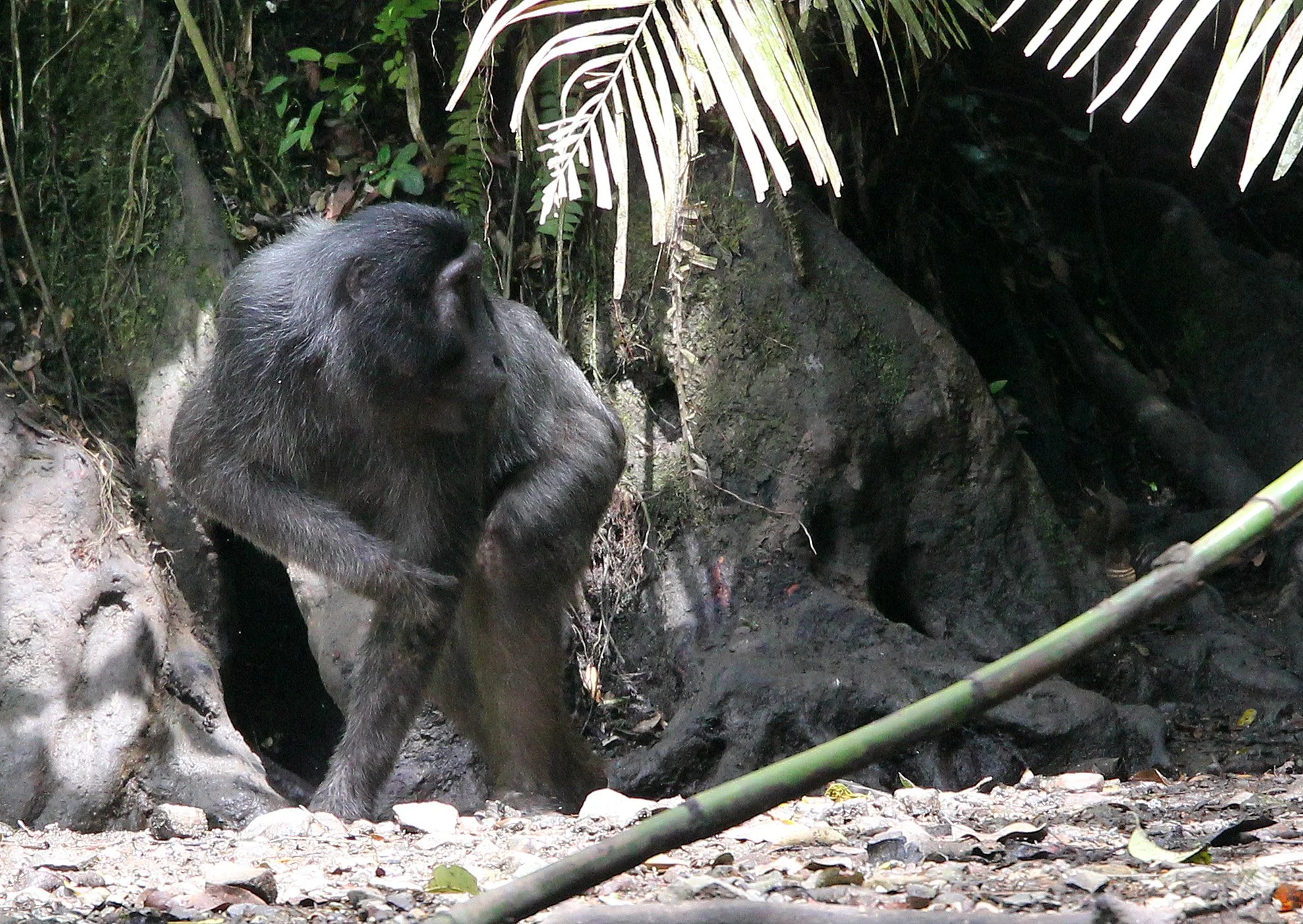 CERCOPITHECIDAE - Macaca hecki - HECK'S MACAQUE - NANTU NATIONAL NATURE RESERVE - SULAWESI INDONESIA (39).JPG