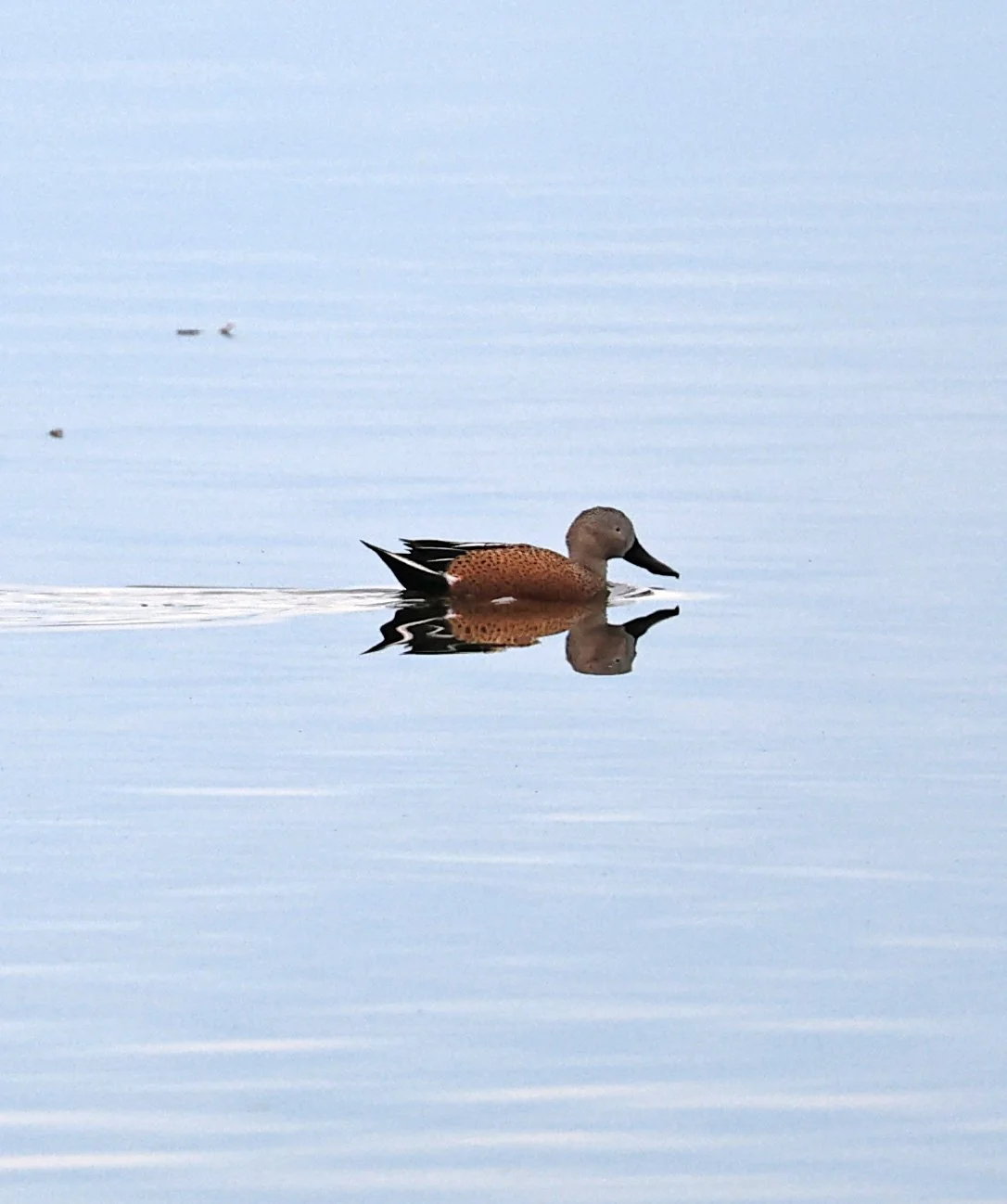 Red Shoveler (Spatula platalea) Lagunas del Ornitólogo, Trelew Argentina (14).jpg