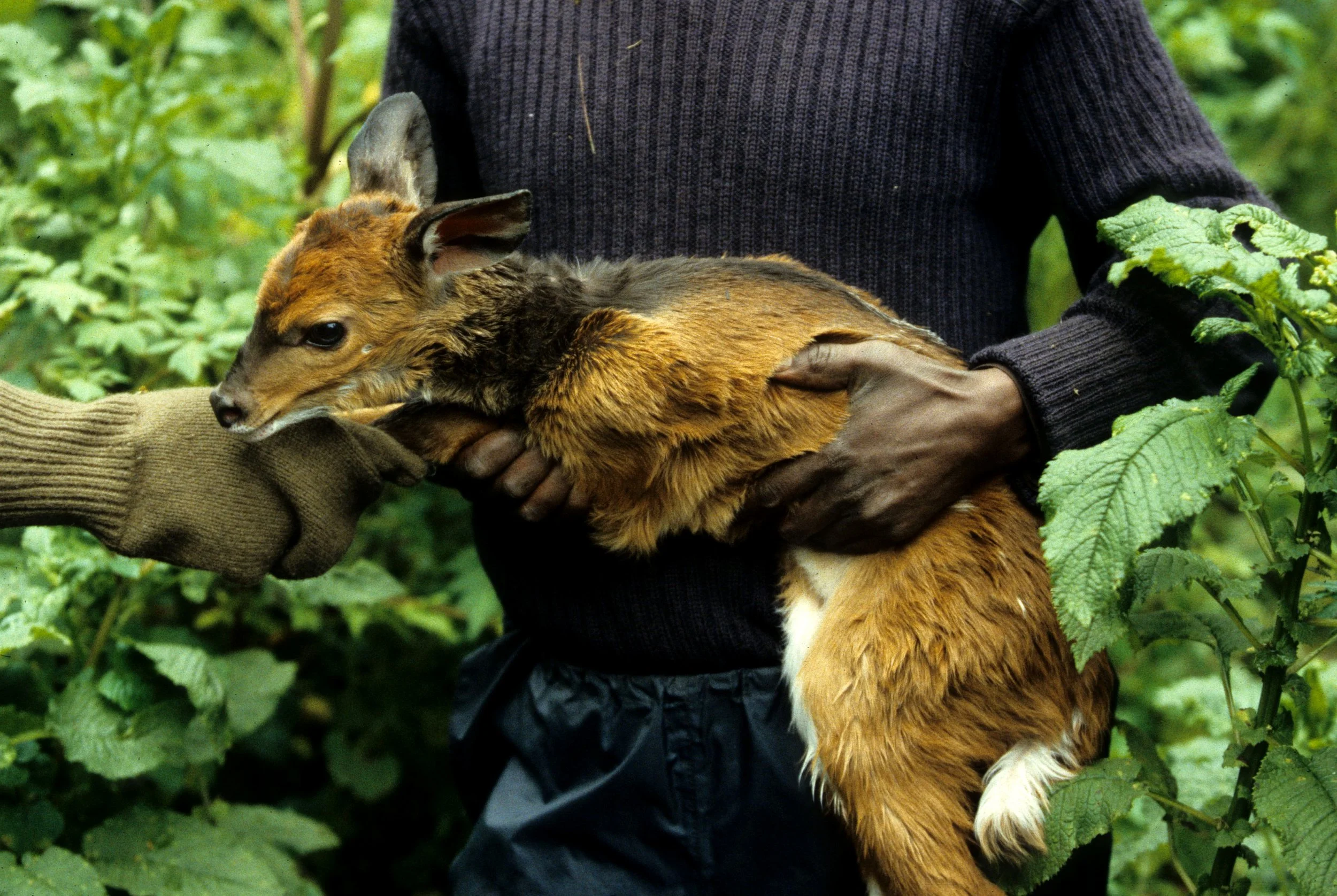 BOVID - BUSHBUCK - RWANDA - PARC VULCANS (3).jpg