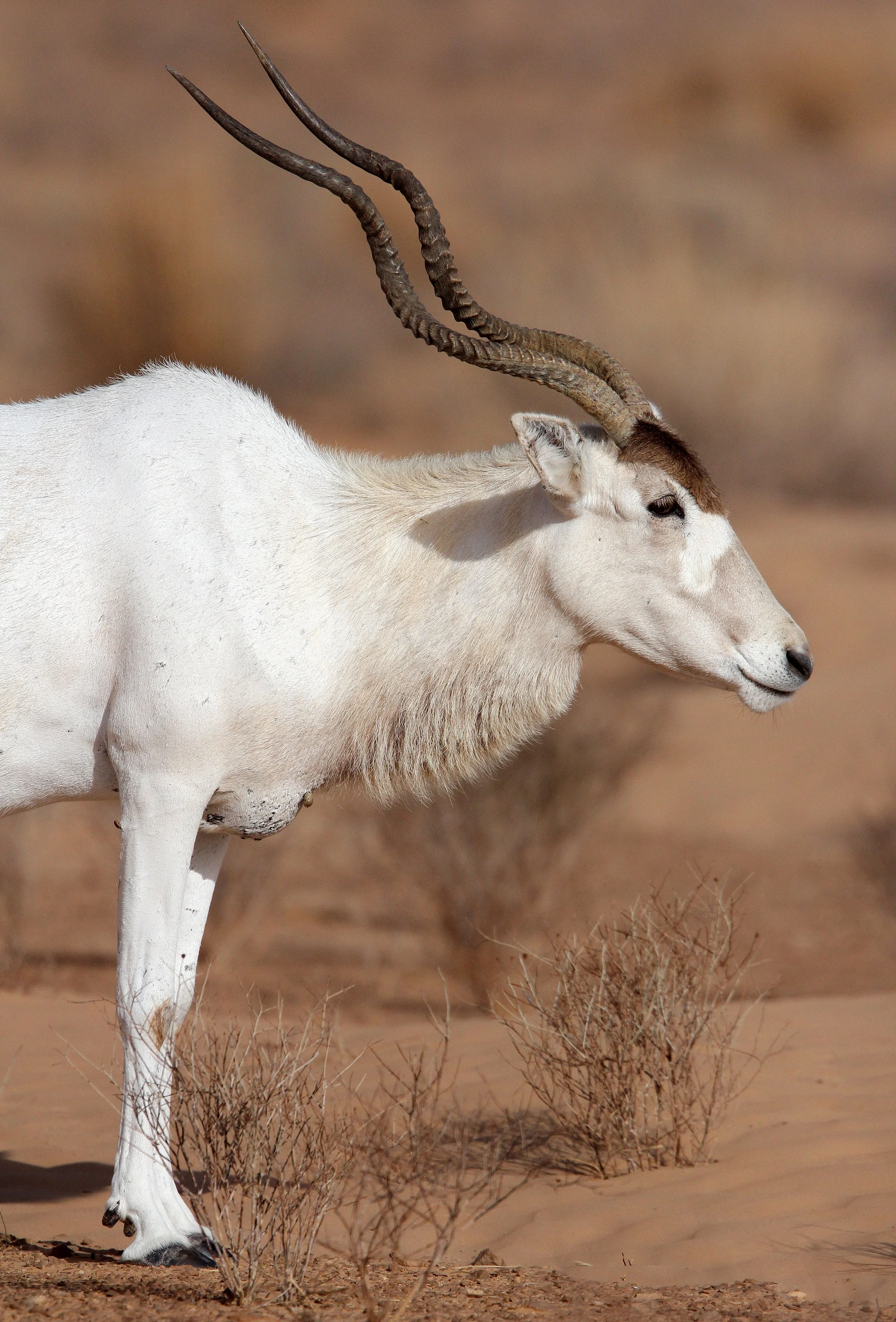 ADDAX - Addax nasomaculatus - JEBIL NATIONAL PARK TUNISIA (113).JPG