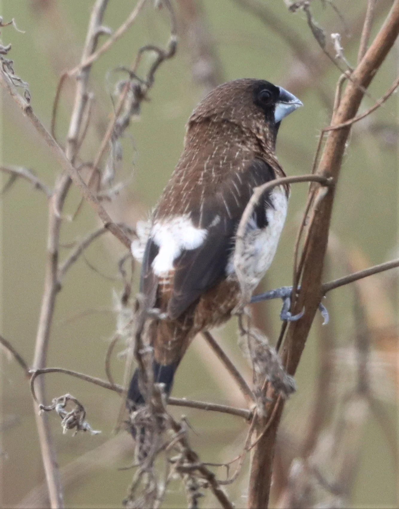 MUNIA - WHITE-RUMPED MUNIA - Lonchura striata - LAT KRABANG WETLANDS NEAR BANGKOK (11).jpg
