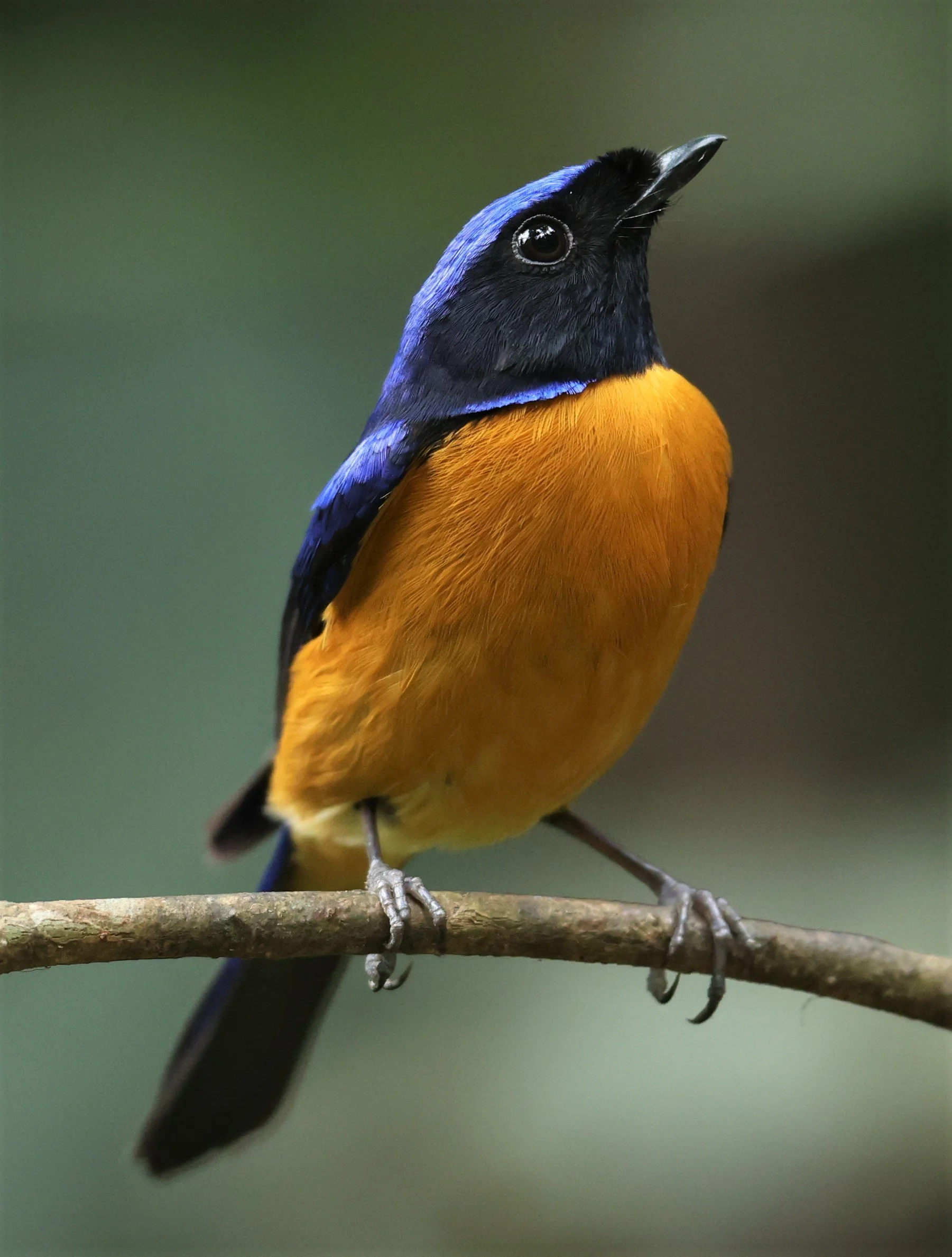 NILTAVA - RUFOUS-BELLIED NILTAVA - Niltava sundar - DOI INTHANON NP CHIANG MAI, DEC 2021 (10).JPG