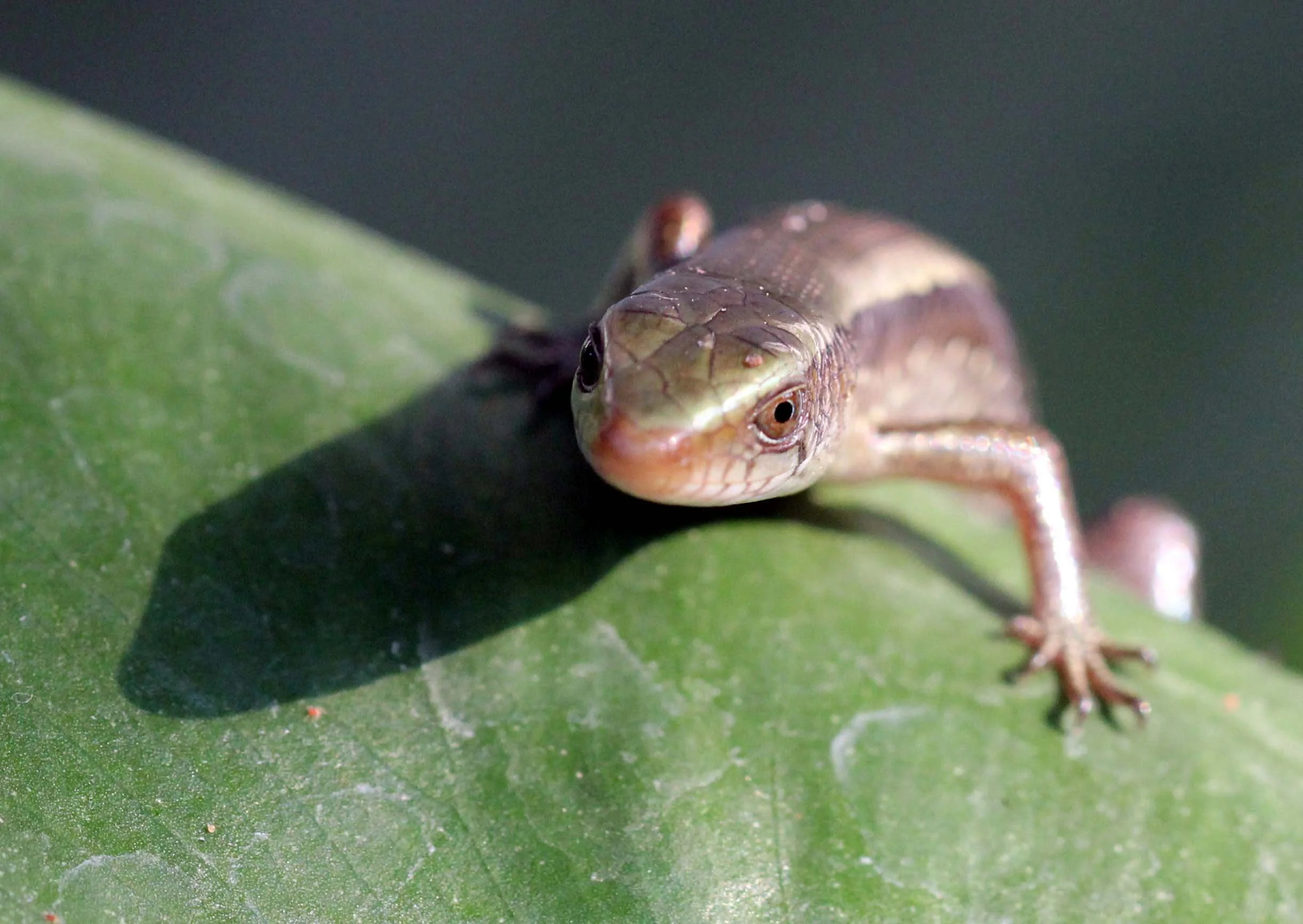 2013 Nonthaburi Setthasiri House and Nonthaburi Neighborhood (203).JPG