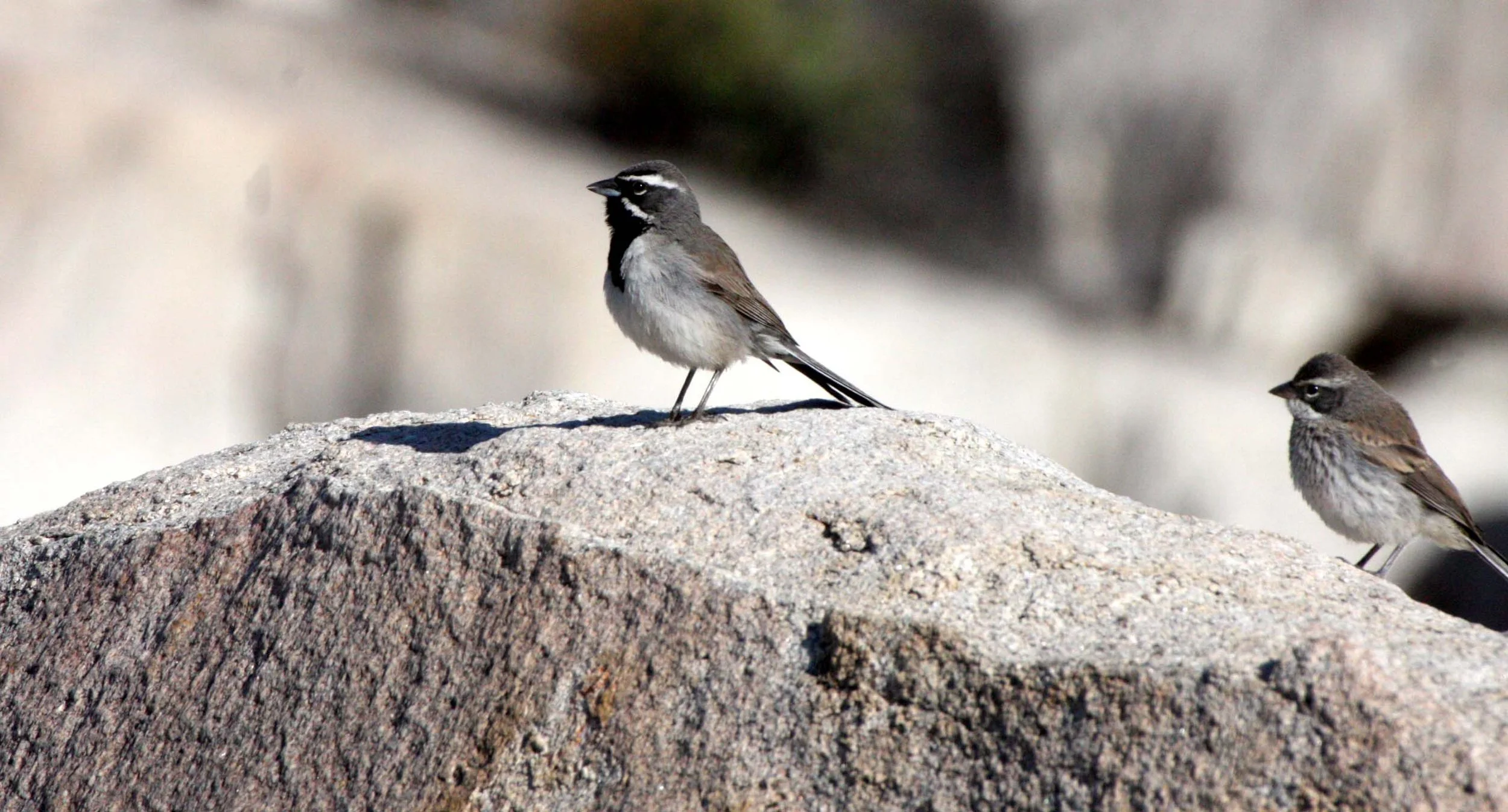 Black-throated Sparrow (Amphispiza bilineata) Catavina Desert Baja Mexico (3).JPG