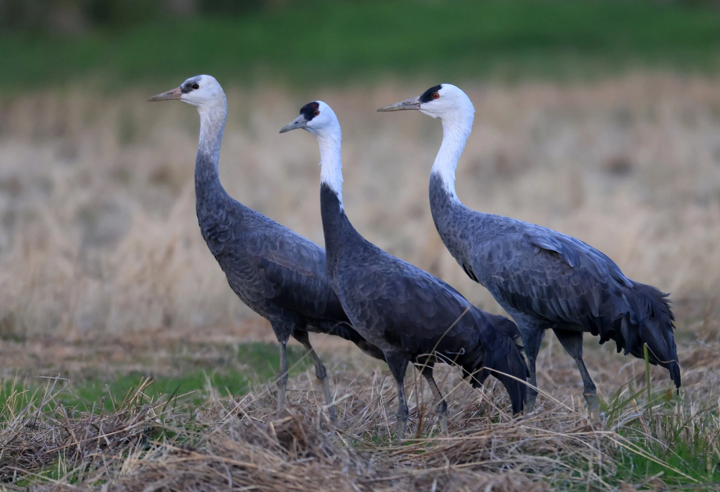 Hooded Crane (Grus monacha) Izumi Crane Park & Center, Izumi Kagoshima Kyushu Japan (23).jpg
