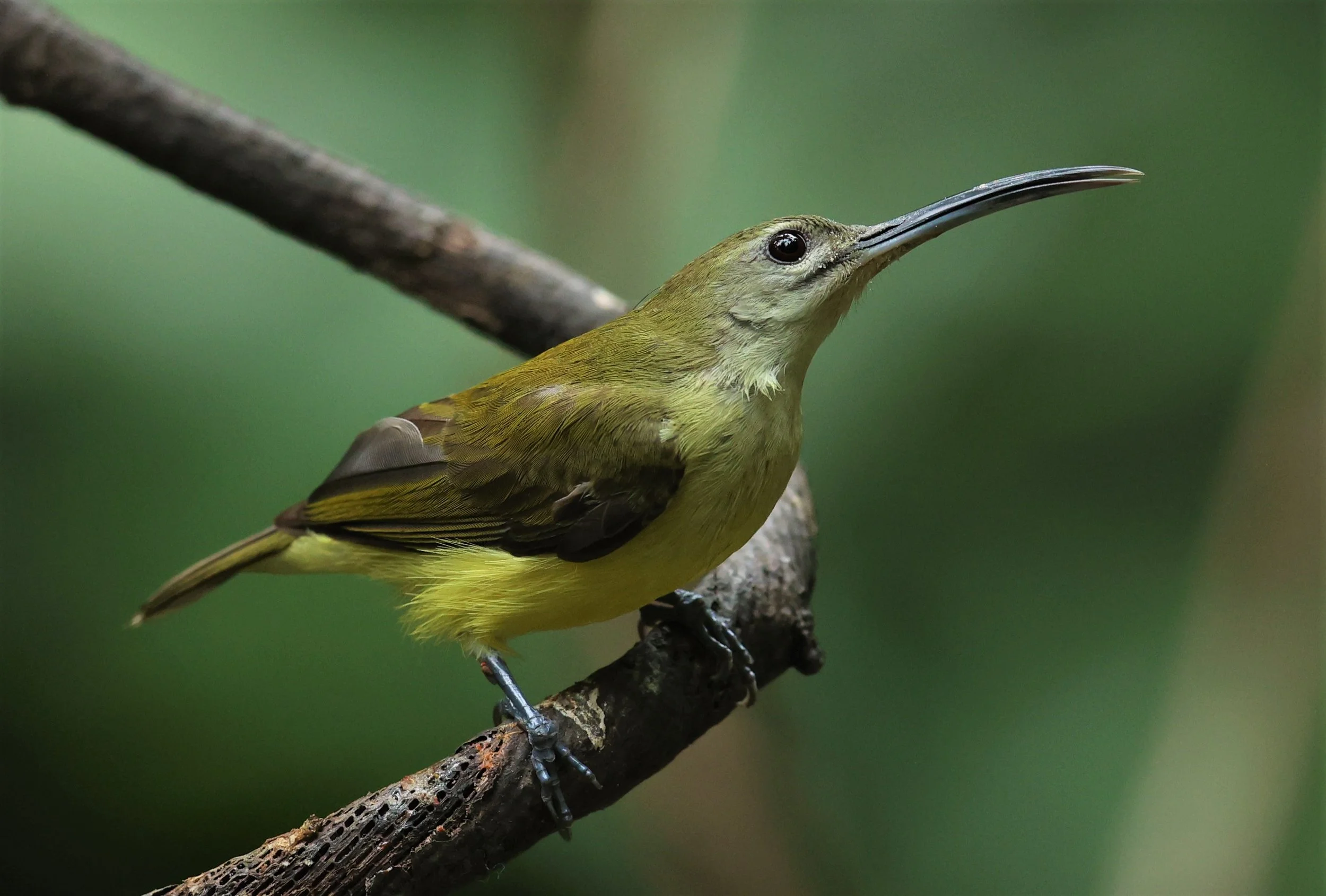 SPIDERHUNTER - LITTLE SPIDERHUNTER - Arachnothera longirostra - DOI INTHANON NP CHIANG MAI, DEC 2021 (21).JPG