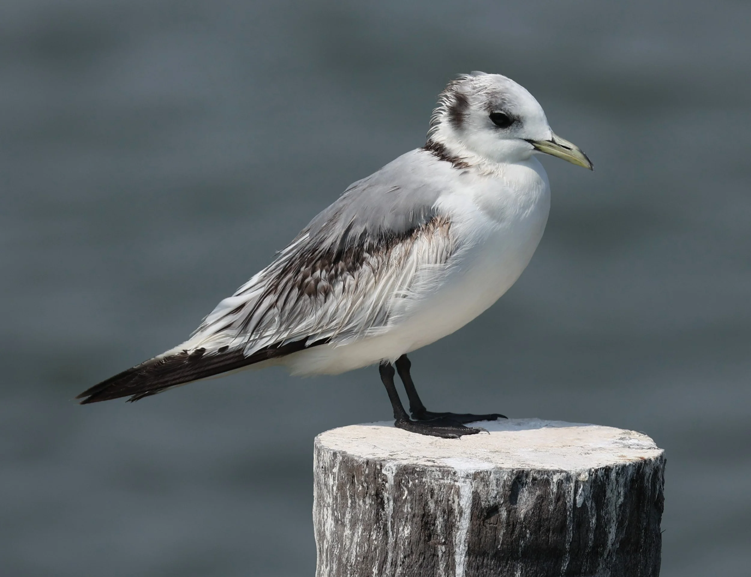 KITTIWAKE - BLACK-LEGGED KITTIWAKE - Rissa tridactyla - GULF OF SIAM OFF BANGKOK & SAMUT SAKHORN FEB 05 2022 (19).jpg