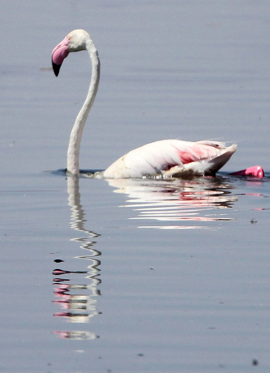Phoenicopterus roseus - Greater Flamingo - Laguna Dulce Spain (11).JPG