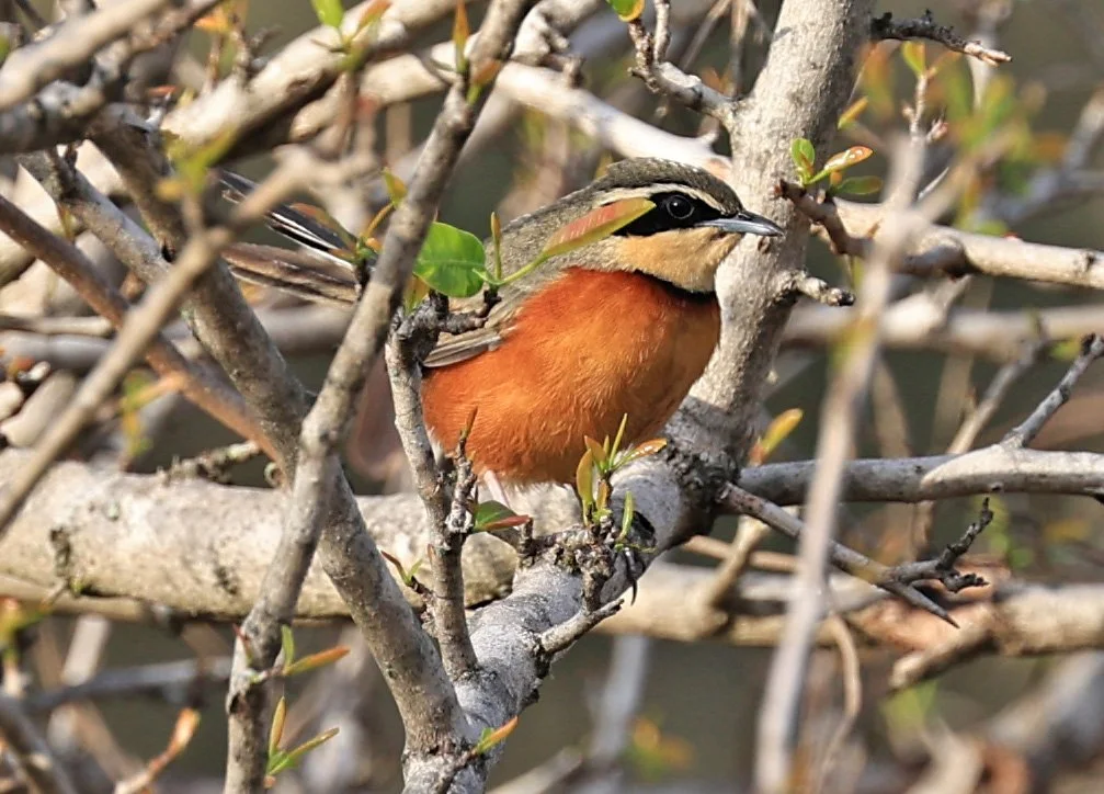 Olive-crowned Crescentchest (Melanopareia maximiliani) Selva Serena Natural Reserve (2).jpg