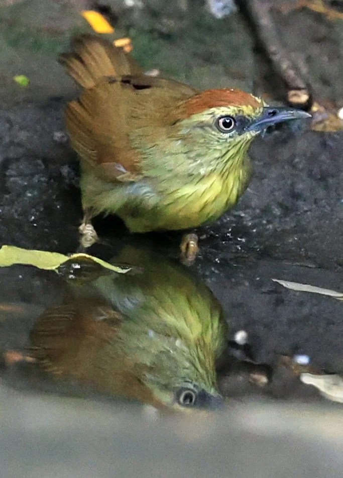 Pin-striped Tit-babbler (Mixornis gularis) Kaeng Krachan National Park ESS Expedition 2026 (6).jpg