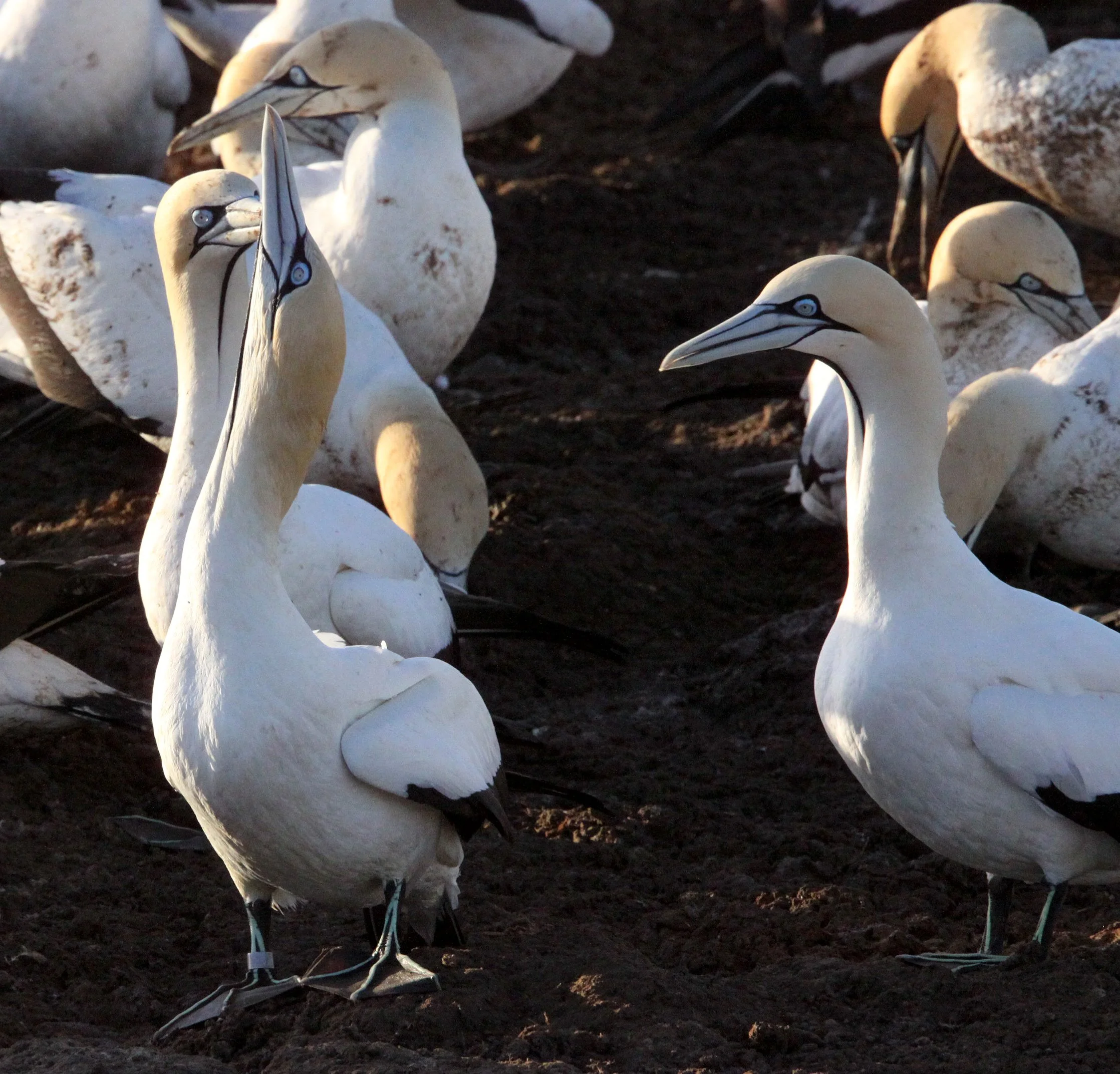 Cape gannet (Morus capensis) Lambert's Bay South Africa (69).JPG