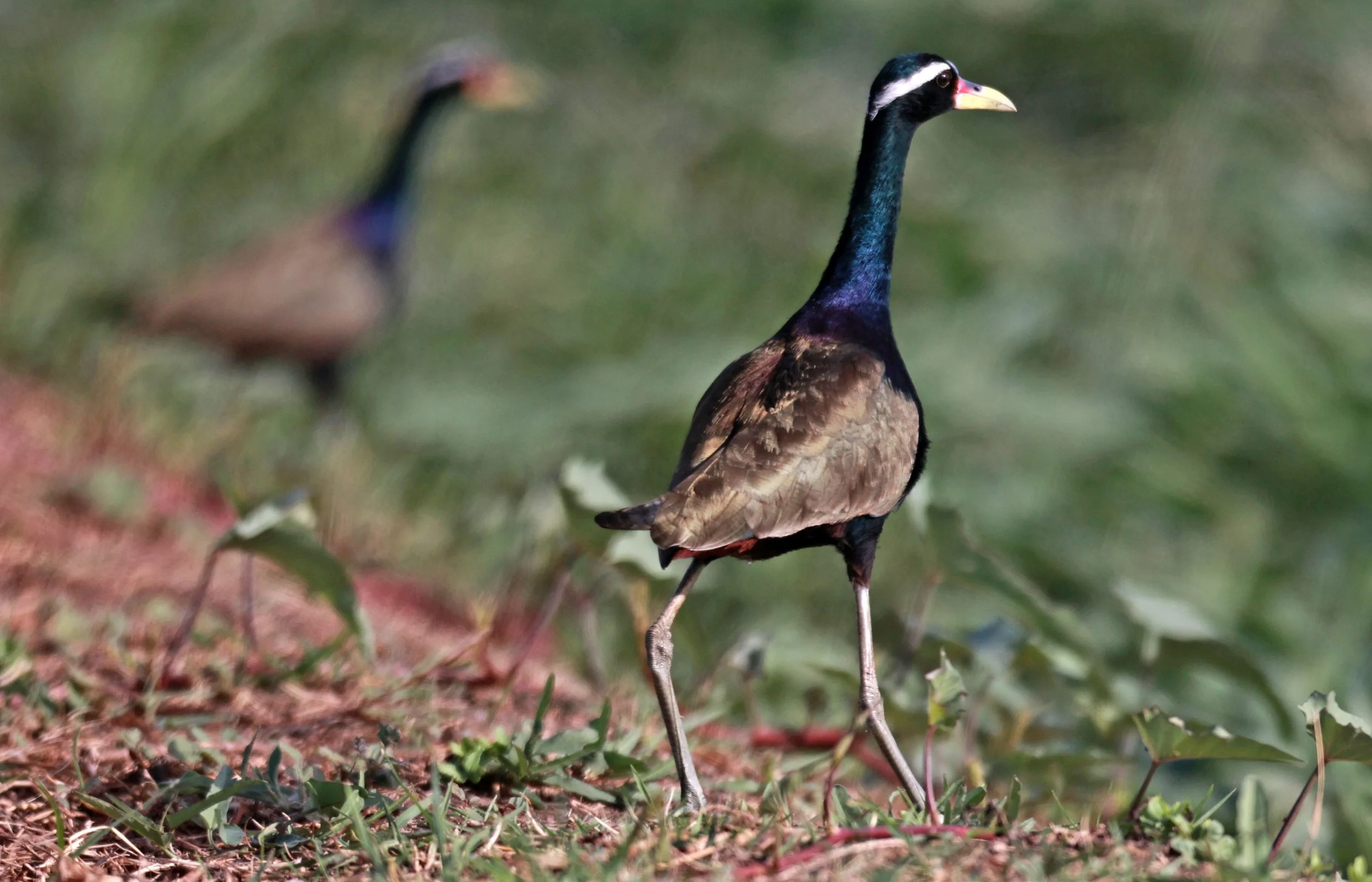 JACANA - BRONZE-WINGED JACANA - Metopidius indicus - THAP YAO RICE FIELDS LAT KRABANG 23 November 2024 (21).jpg