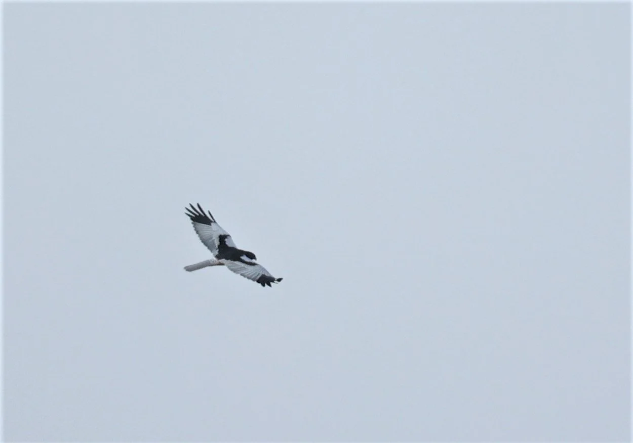 HARRIER - PIED HARRIER - Circus melanoleucos - YONOK CHIANG SAEN CHIANG RAI - ROOST (8).JPG