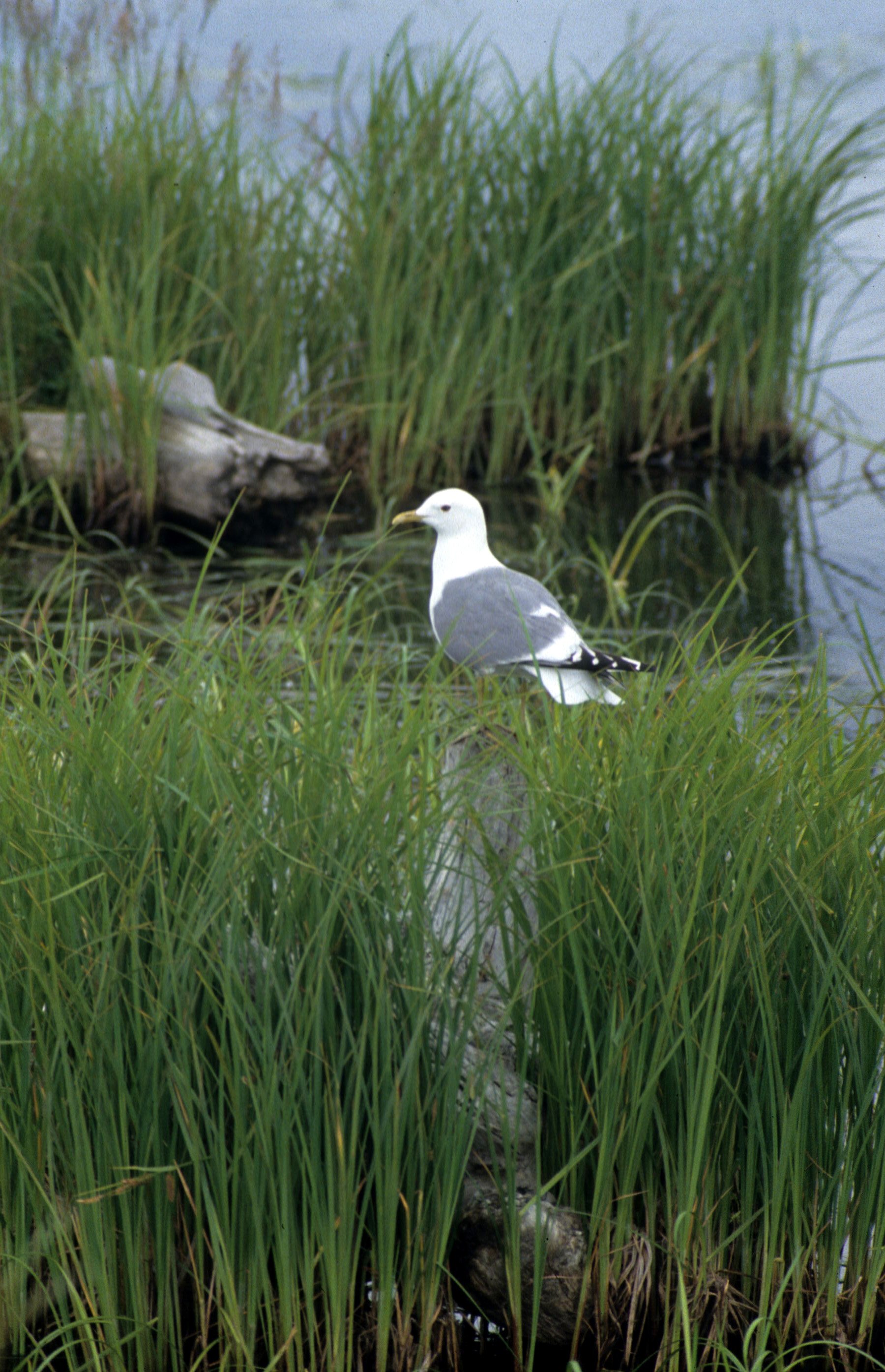 BIRD - GULL - HERRING - ALASKA.jpg