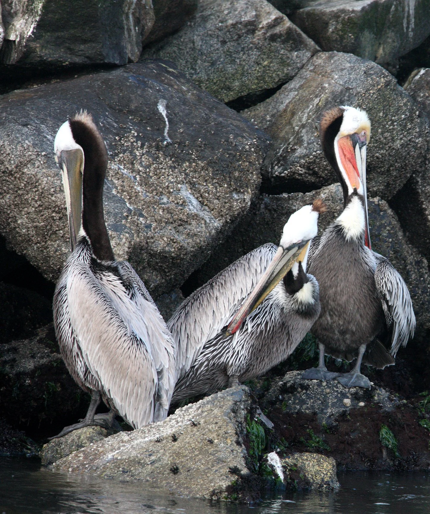 Pelecanus occidentalis - BROWN PELICAN - ELKHORN SLOUGH  WILDLIFE REFUGE CALIFORNIA (1).JPG
