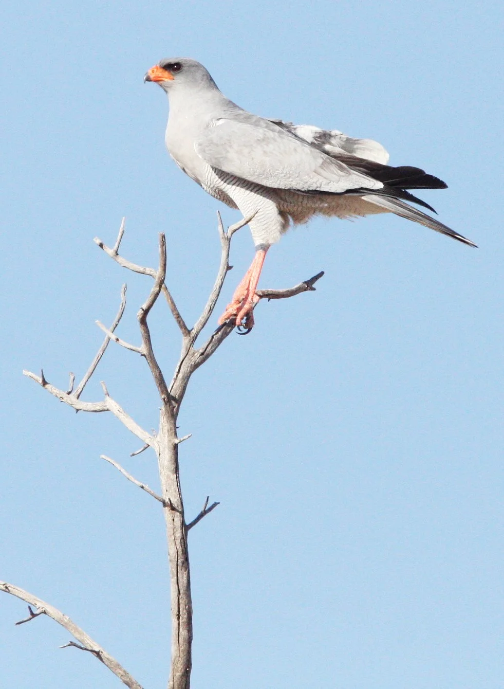 Melierax canorus - SOUTHERN PALE CHANTING GOSHAWK - KGALAGADI NATIONAL PARK SOUTH AFRICA (3).JPG