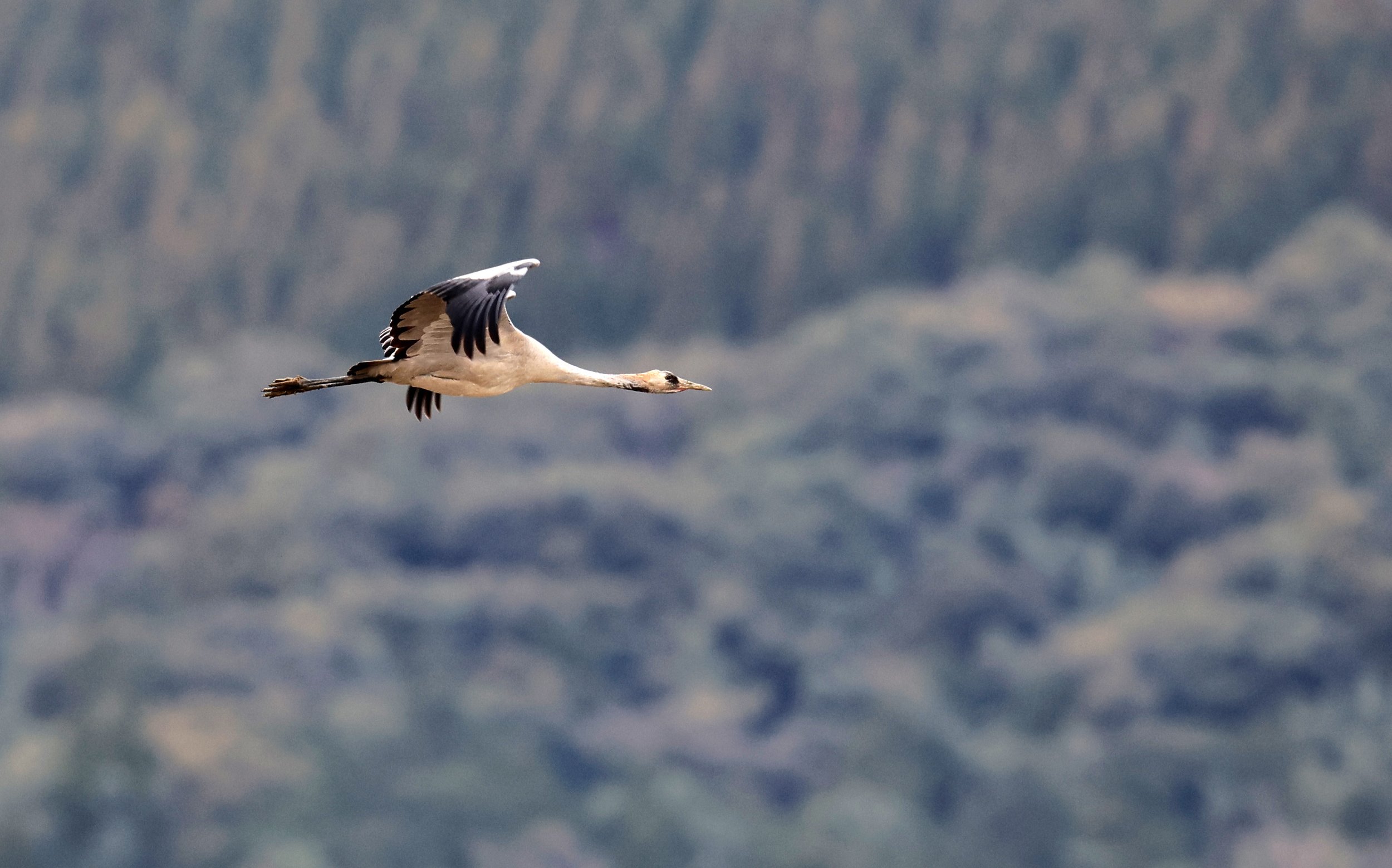 Hooded Crane (Grus monacha) Izumi Crane Park & Center, Izumi Kagoshima Kyushu Japan (153).jpg