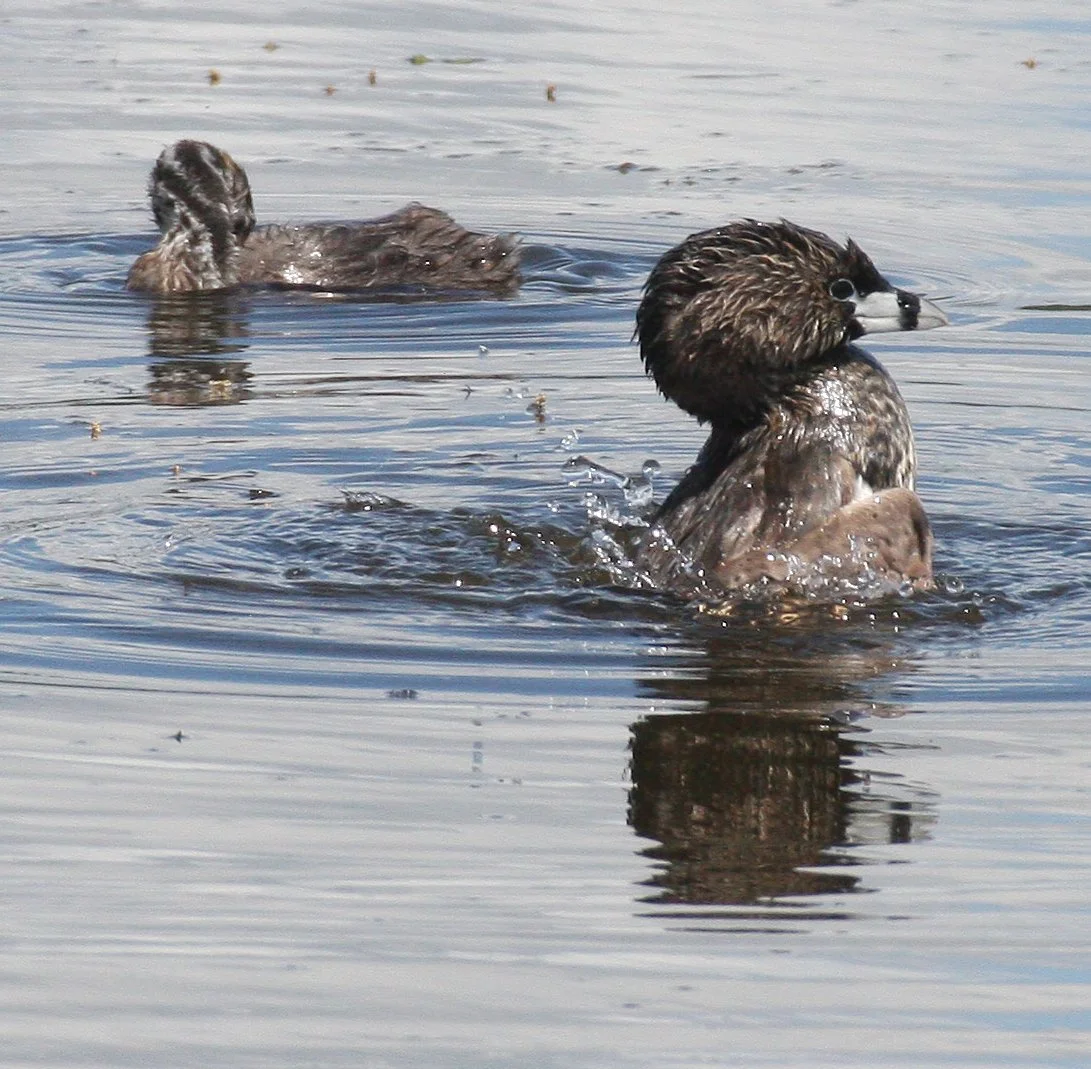 Pied-billed Grebe (Podilymbus podiceps) Ridgefield NWR Washington (42).jpg
