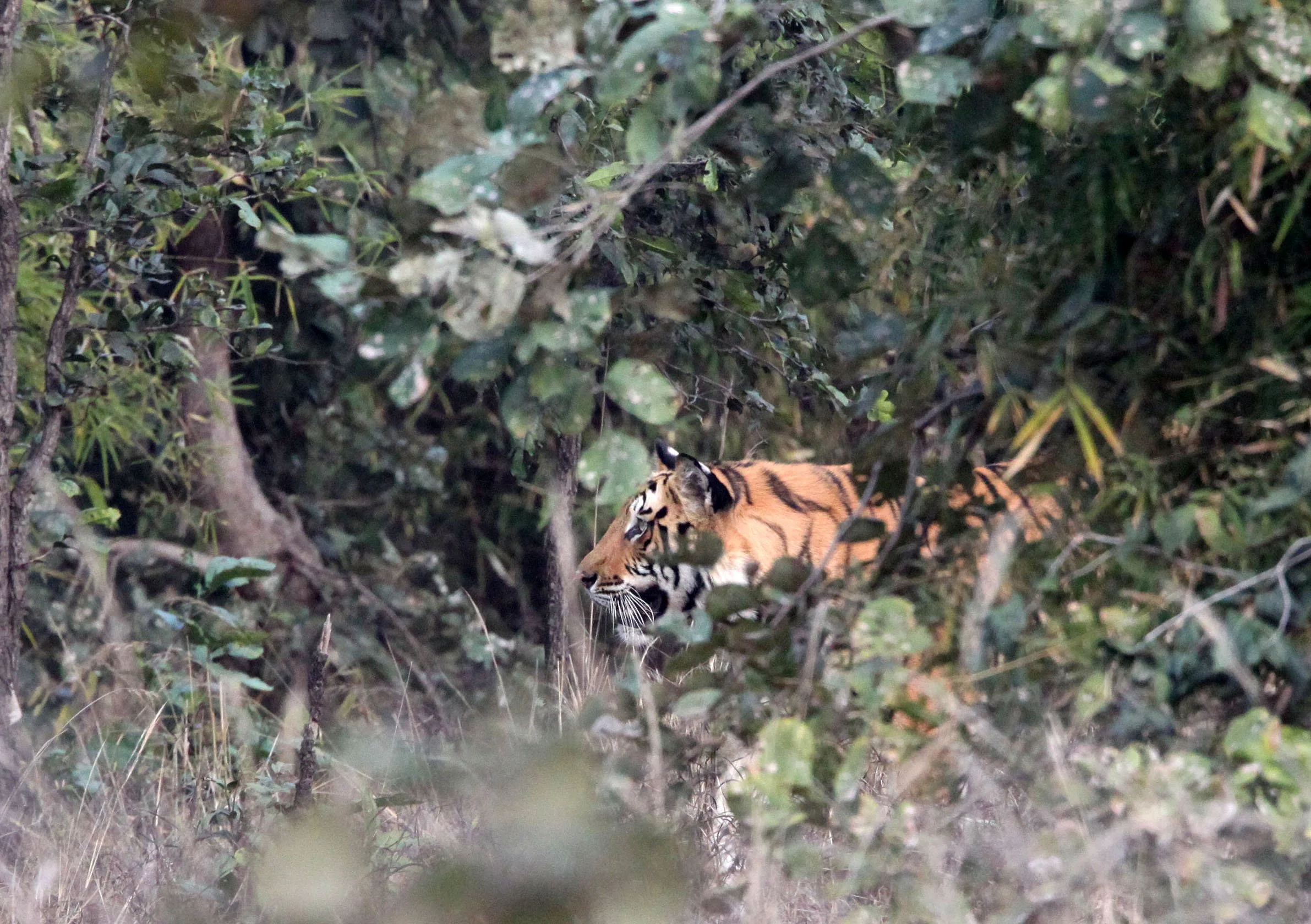 Panthera tigris tigris - BENGAL TIGER - BANDHAVGAR NATIONAL PARK MADHYA PRADESH INDIA (150).JPG