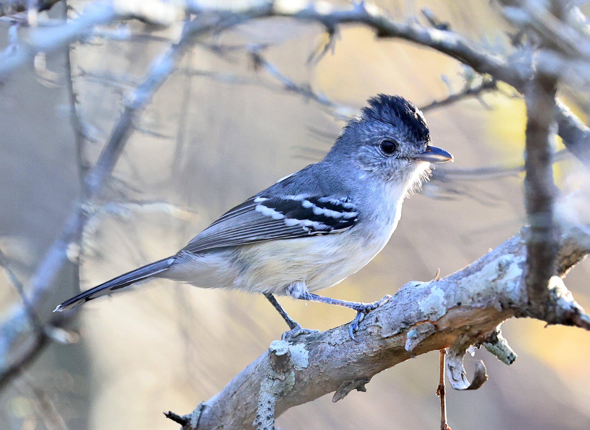 Variable Antshrike (Thamnophilus caerulescens) Aurora Chaquena Reserve - Nueland Mennonite Colony Paraguay (15).jpg