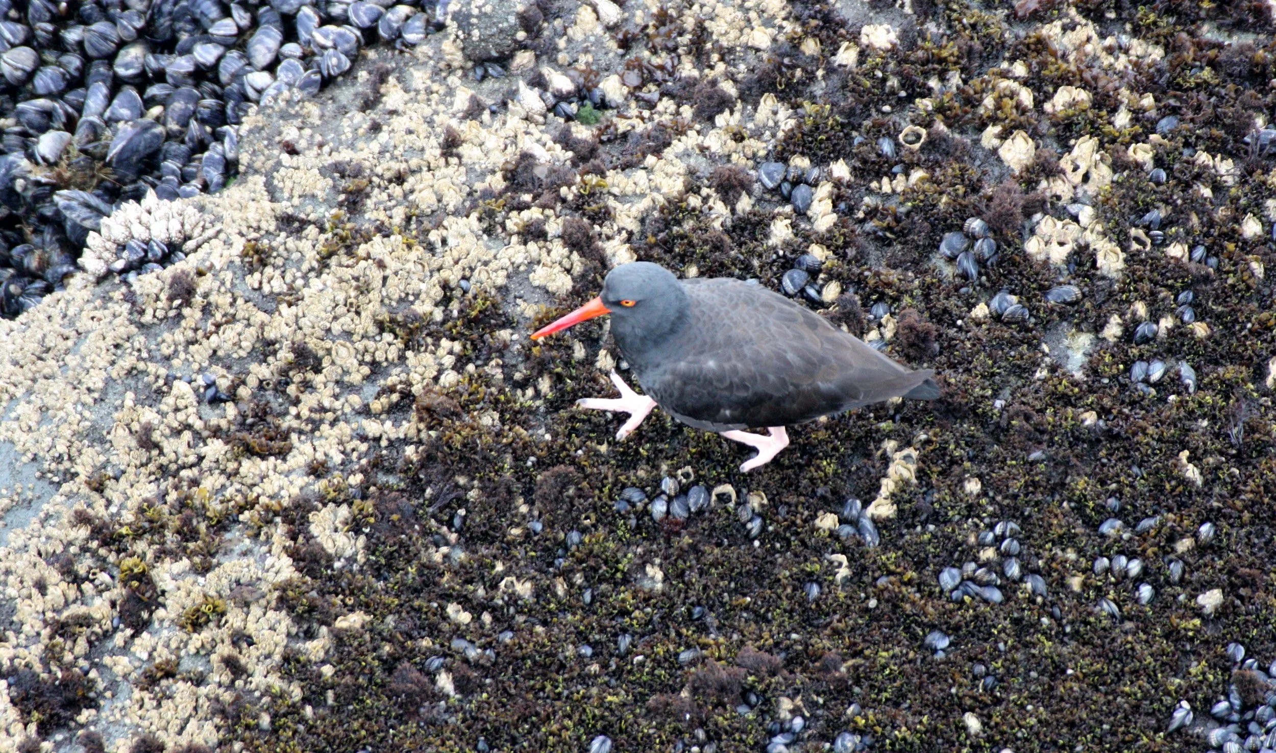 Black Oystercatcher (Haematopus bachmani) Cape Flattery Washington (8).JPG