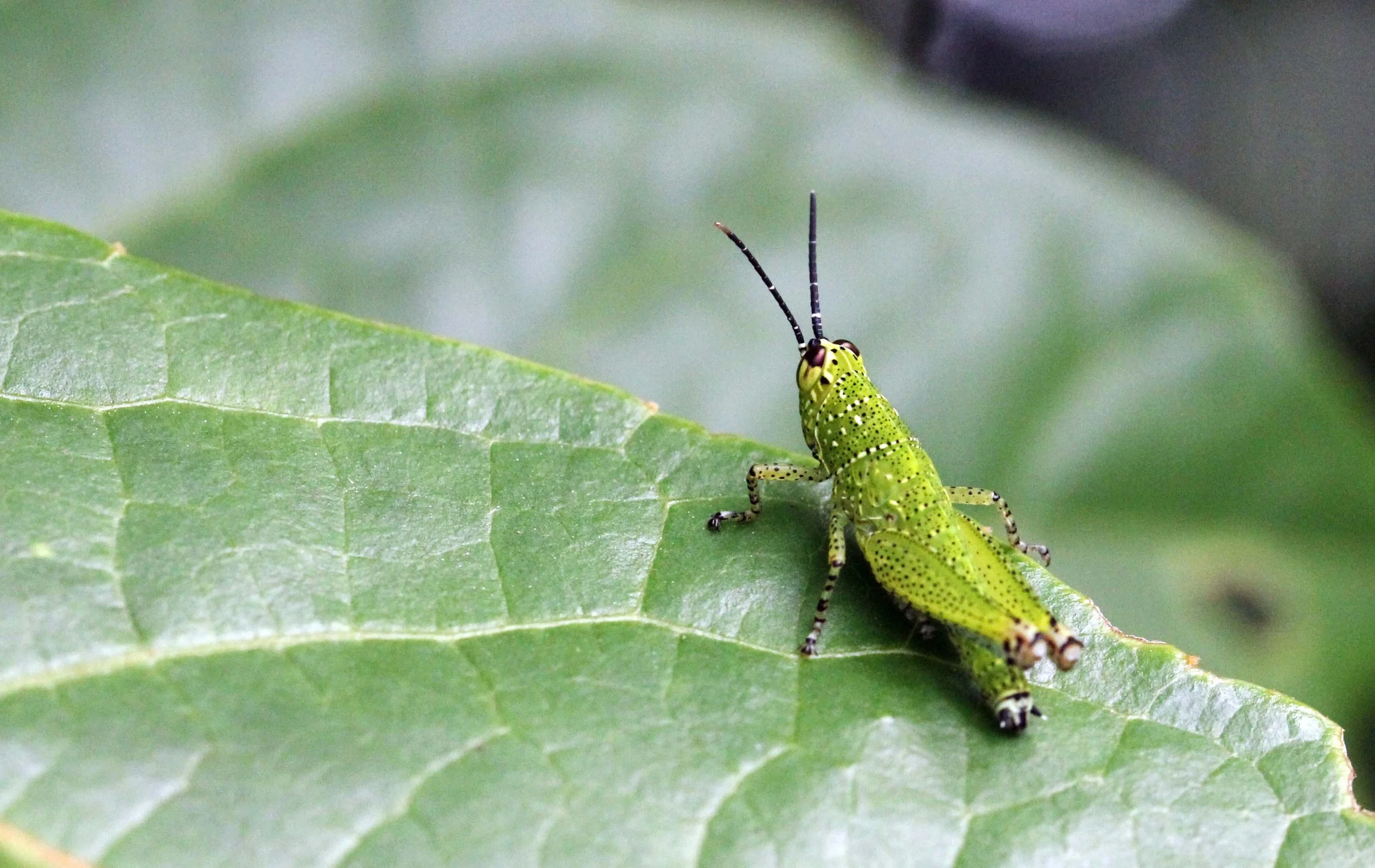 Acrididae - Species 15 - Koh Lanta, Thailand (12).JPG