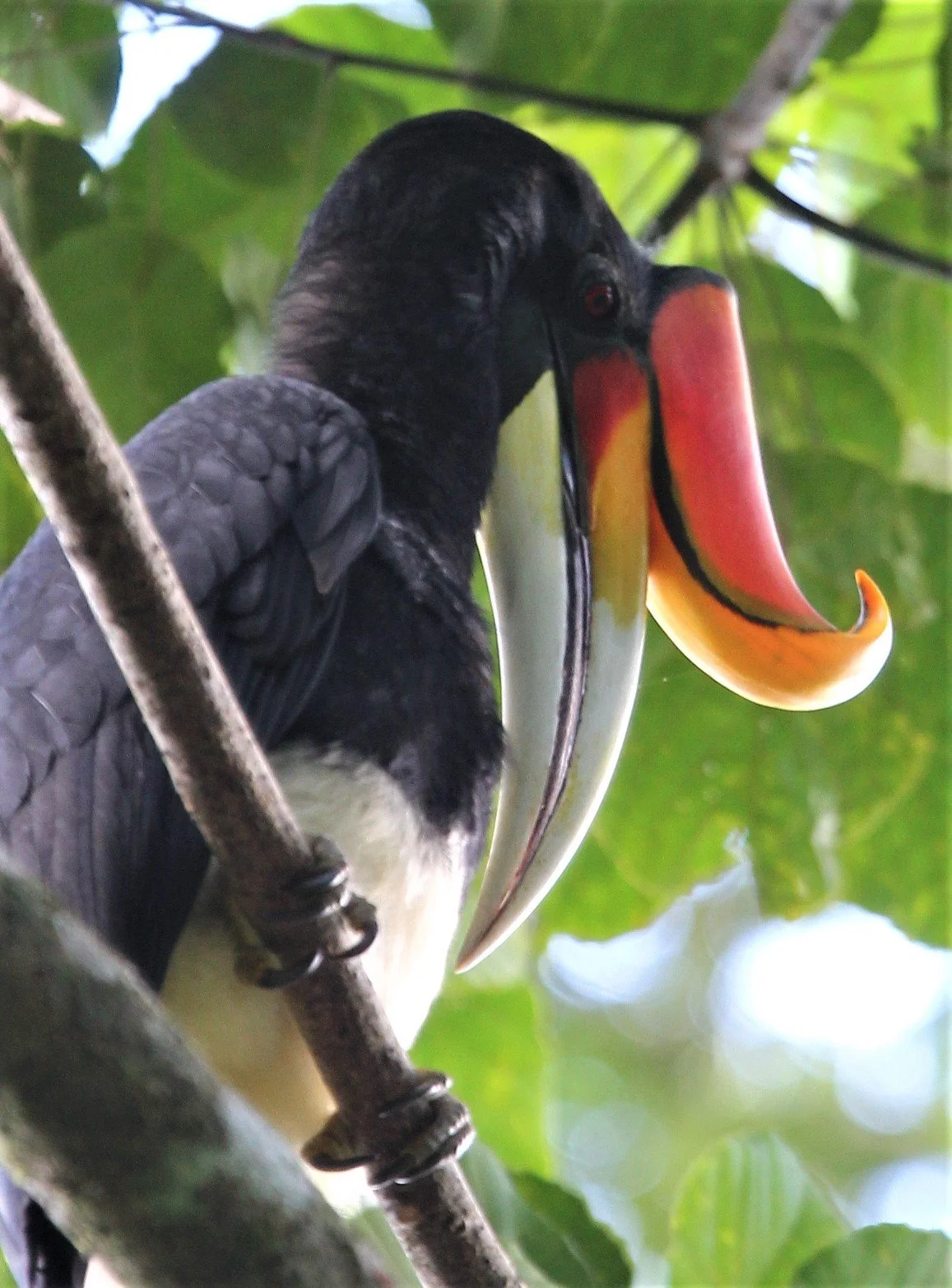 HORNBILL - RHINOCEROS HORNBILL - Buceros rhinoceros - HALA BALA NATIONAL WILDLIFE SANCTUARY A (27).jpg