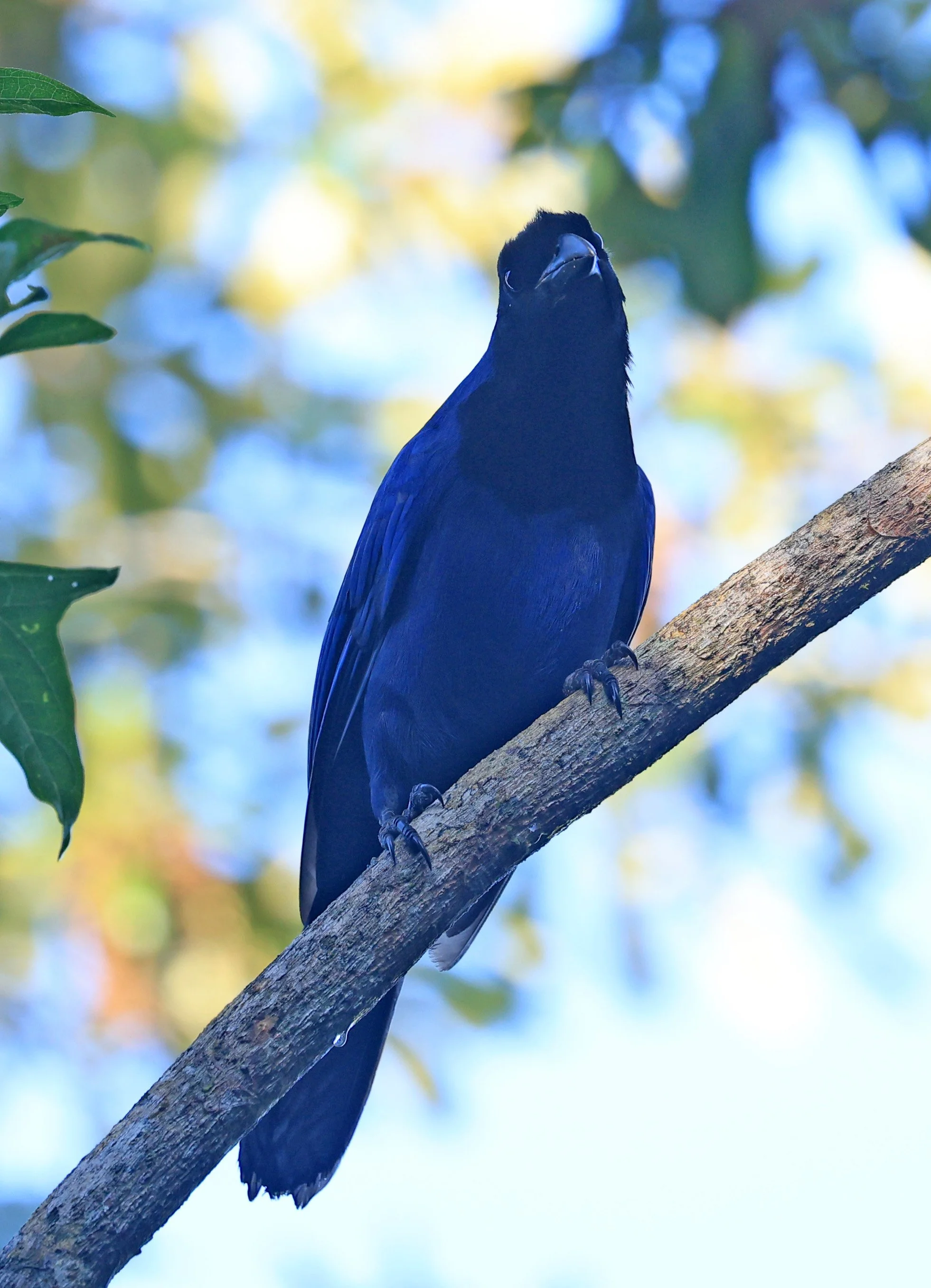 Azure Jay (Cyanocorax caeruleus) Superagui National Park, Brazil (33).jpg