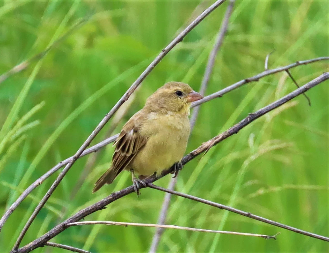 Plain-backed Sparrow (Passer flaveolus) Khlong Tamru Thailand (4).jpg