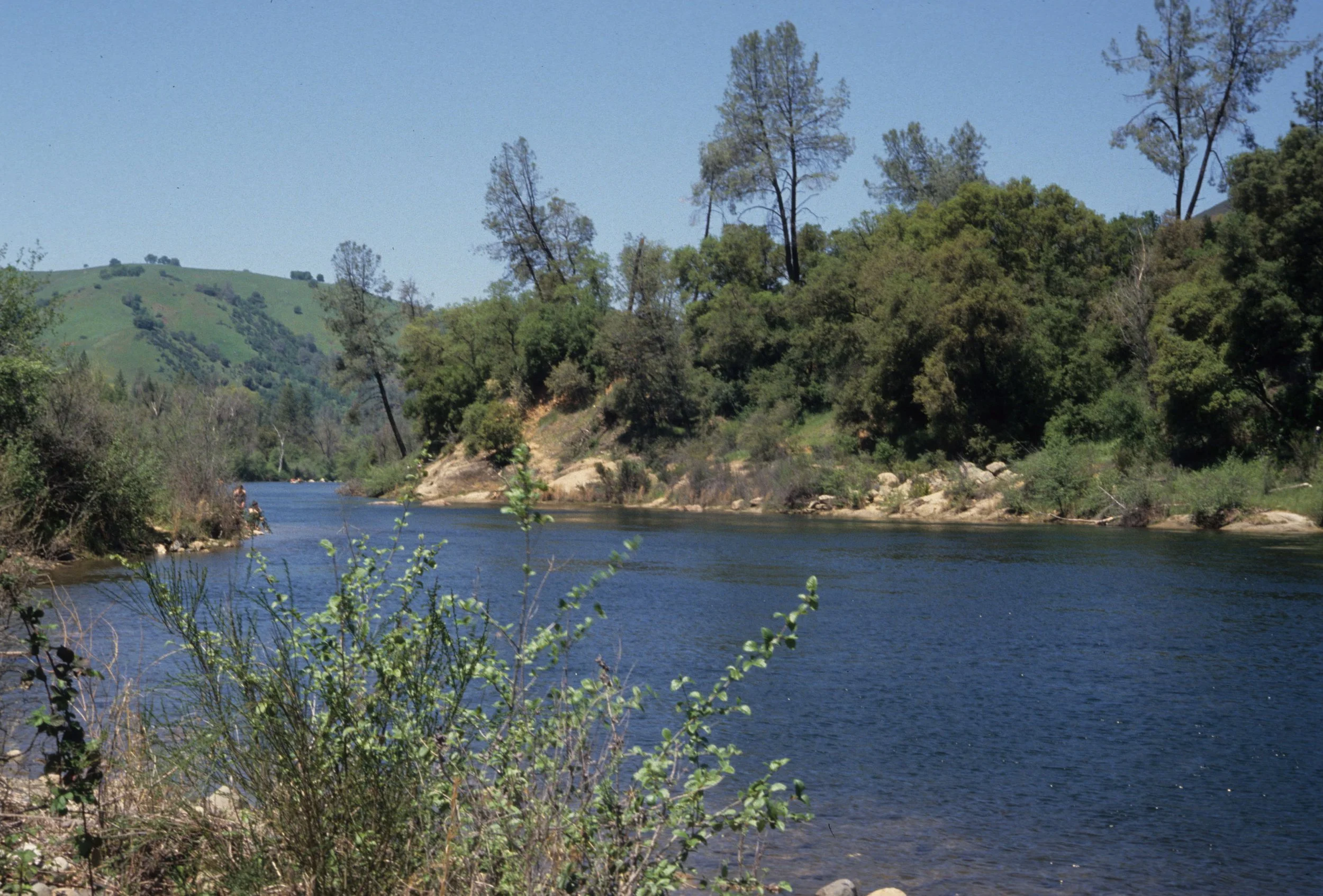 AMERICAN RIVER - PINUS SABINIANA - DIGGER PINE COMMUNITY.jpg
