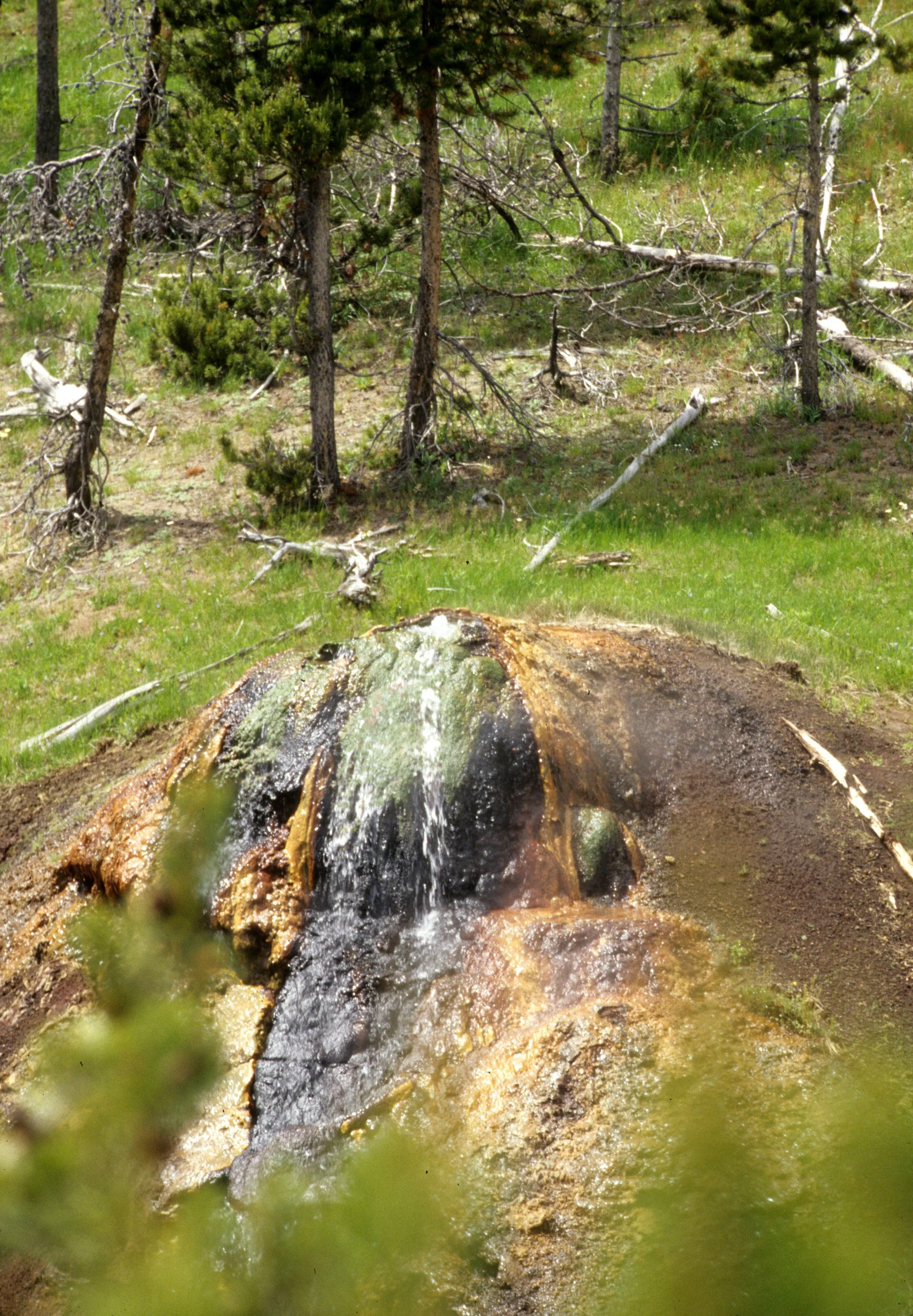 YELLOWSTONE - MAMMOTH HOTSPRINGS X.jpg