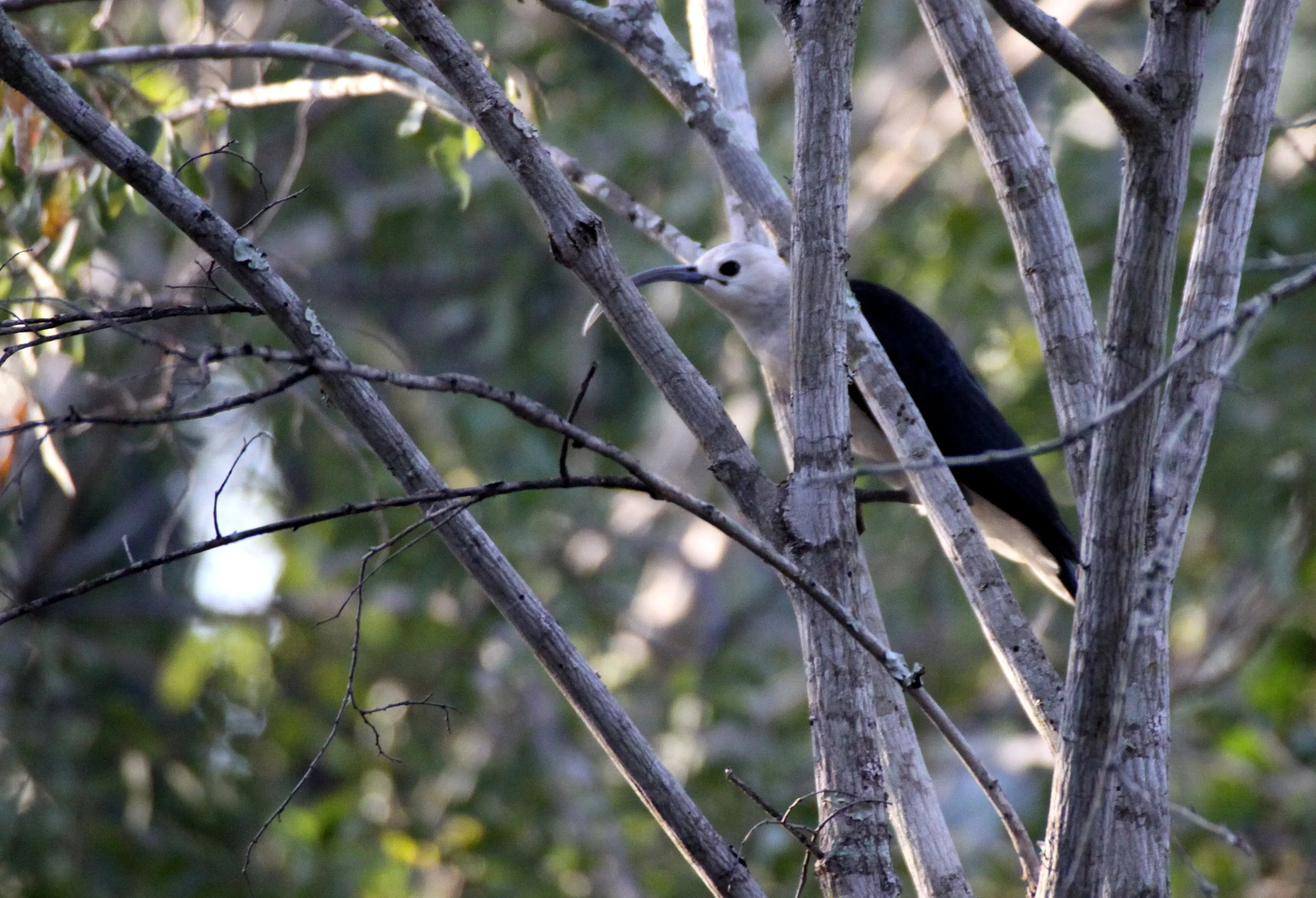 Leptopterus chabert - Chabert Vanga - Berenty Reserve, Madagascar (3).JPG