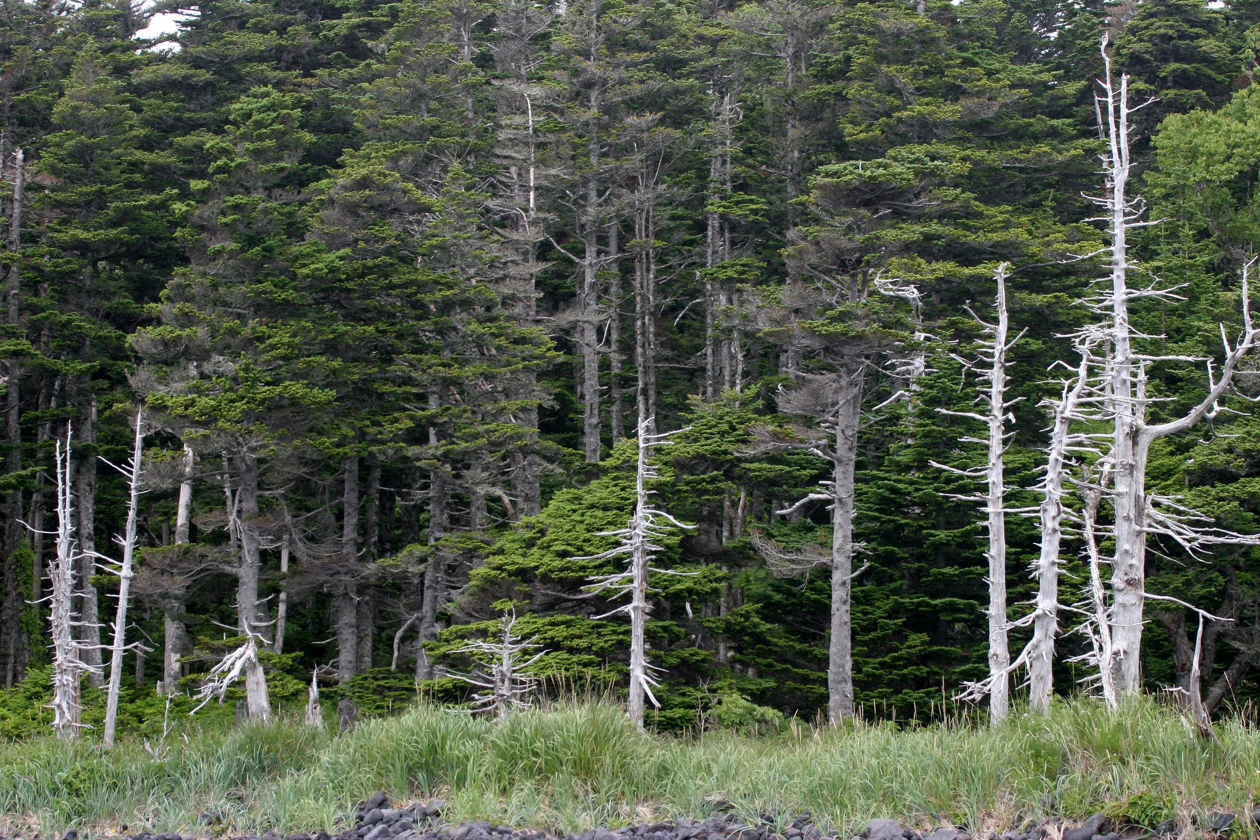 KURIL ISLANDS - FLORA  (30).jpg