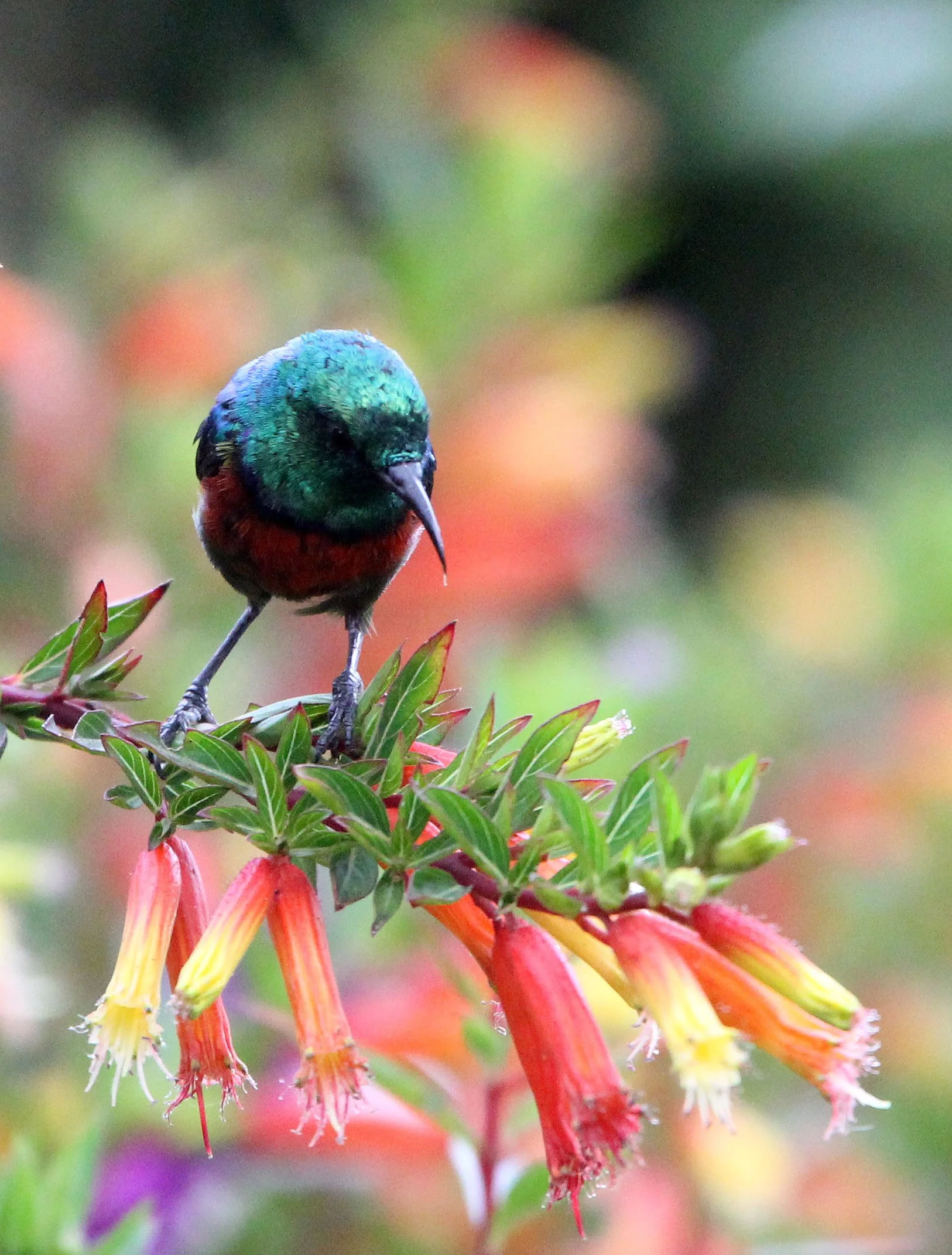 BIRD - SUNBIRD - SUPERB SUNBIRD - NYUNGWE NATIONAL PARK RWANDA (423).JPG